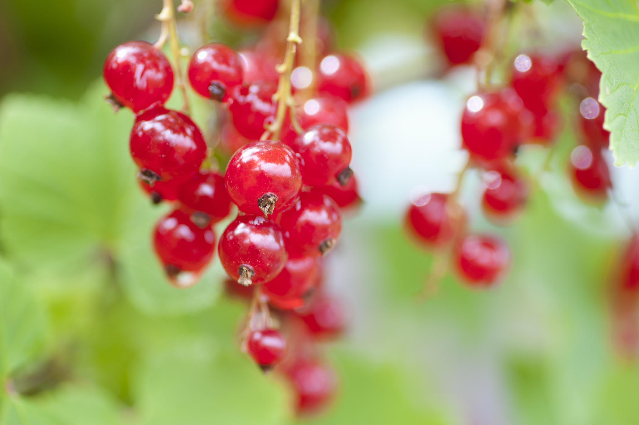 ripe red currants
