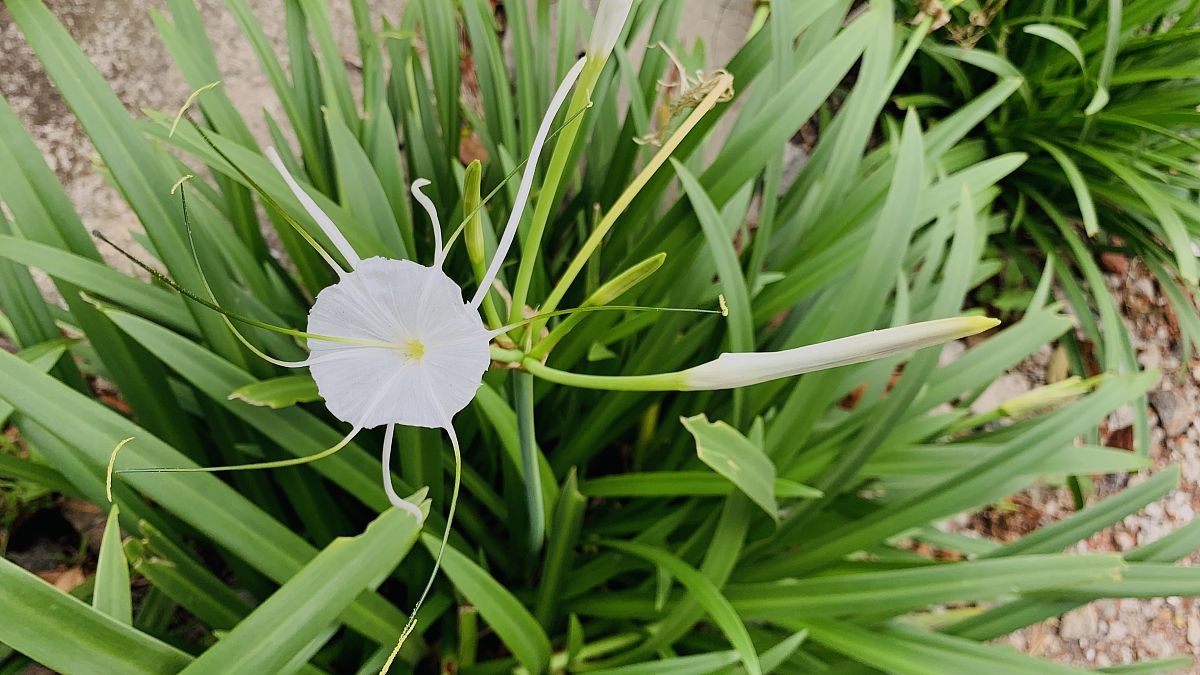莉莉花