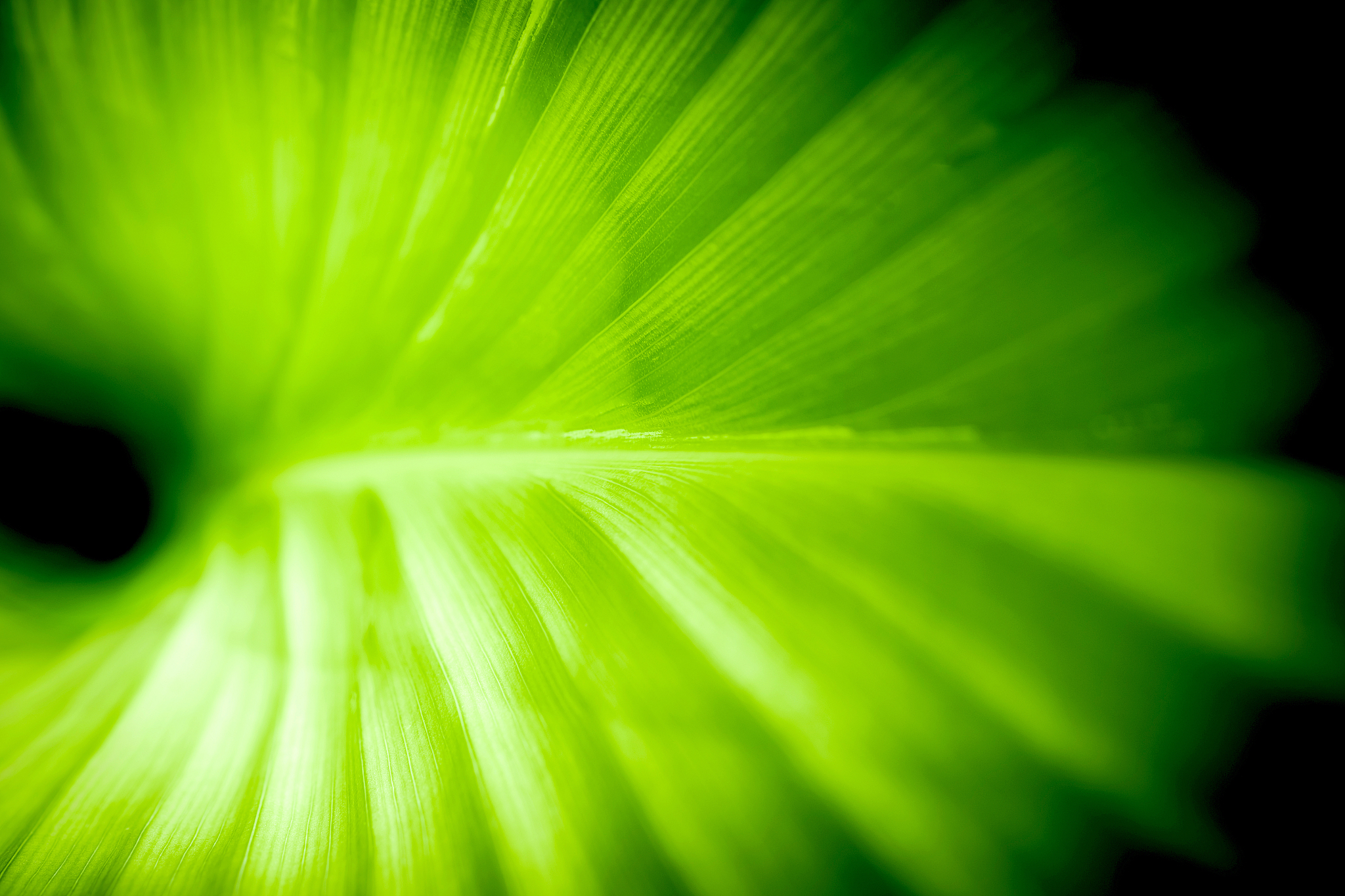 fresh green leaf