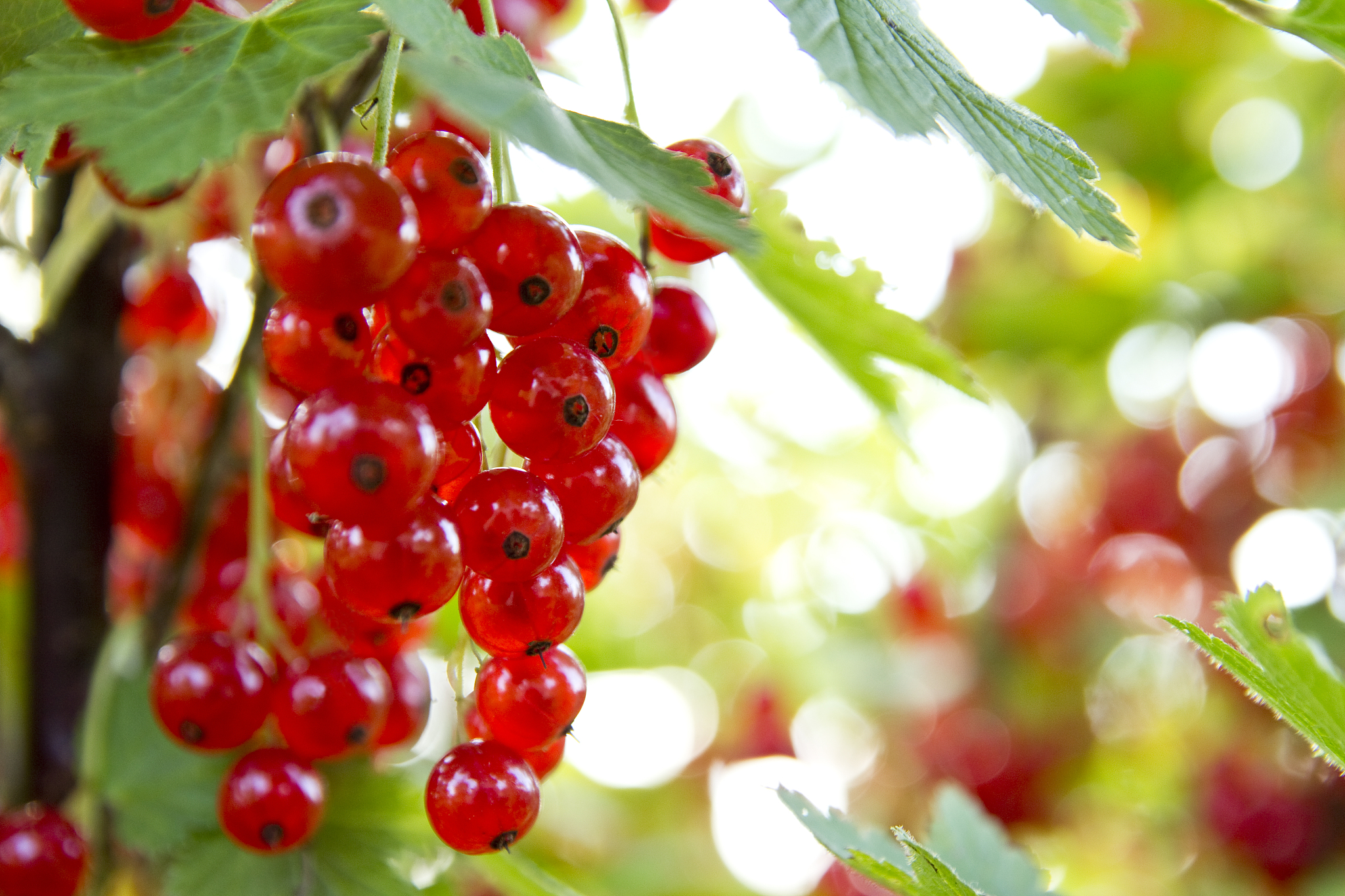 red currant branches