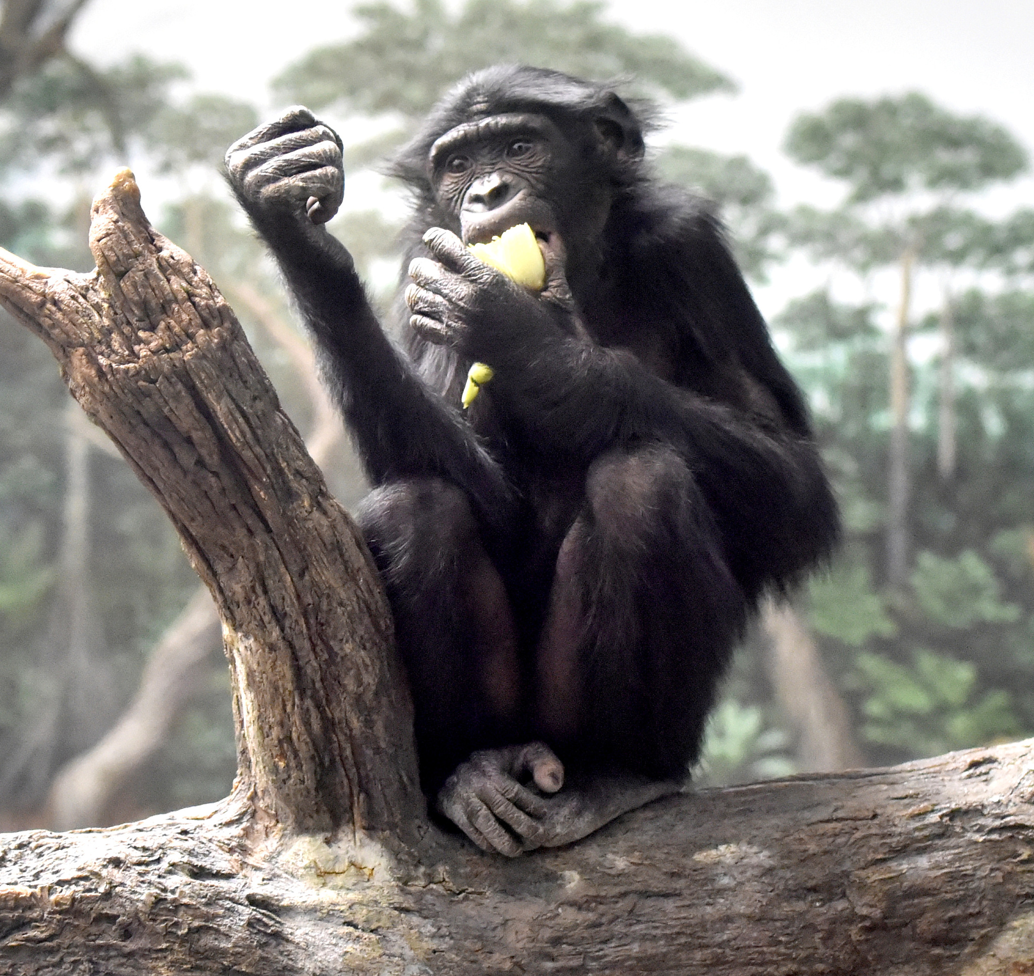 为什么猩猩没尾巴猩猩没有尾巴是因为它们的祖先在进化过程中逐渐丧失了尾巴。尾巴在进化中是一个逐渐退化的器官它在猩猩身上已经不再有功能因此逐渐消失。另外猩猩的身体结构和生活方式也不需要尾巴来帮助它们平衡或移动所以它们没有尾巴也不会对它们的生存造成影响。为什么猴子有尾巴而猩猩没有尾巴猴子和猩猩的进化历程不同猴子的祖先在进化过程中保留了尾巴尾巴在它们的生活中起到了平衡和移动的作用因此尾巴逐渐演化成为了它们