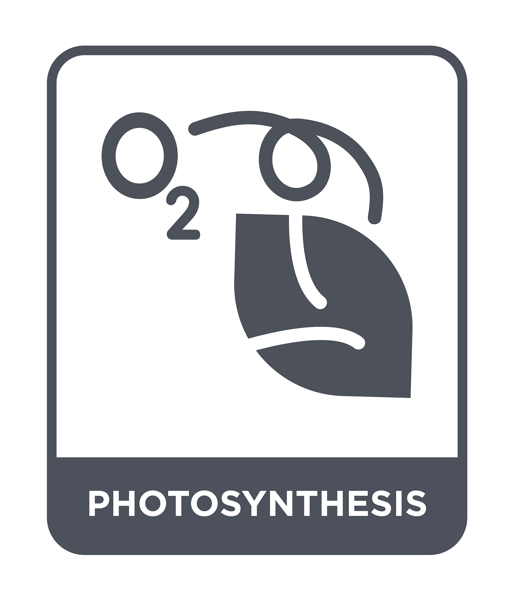 植物能量分配策略: 最大化产量与影响因素