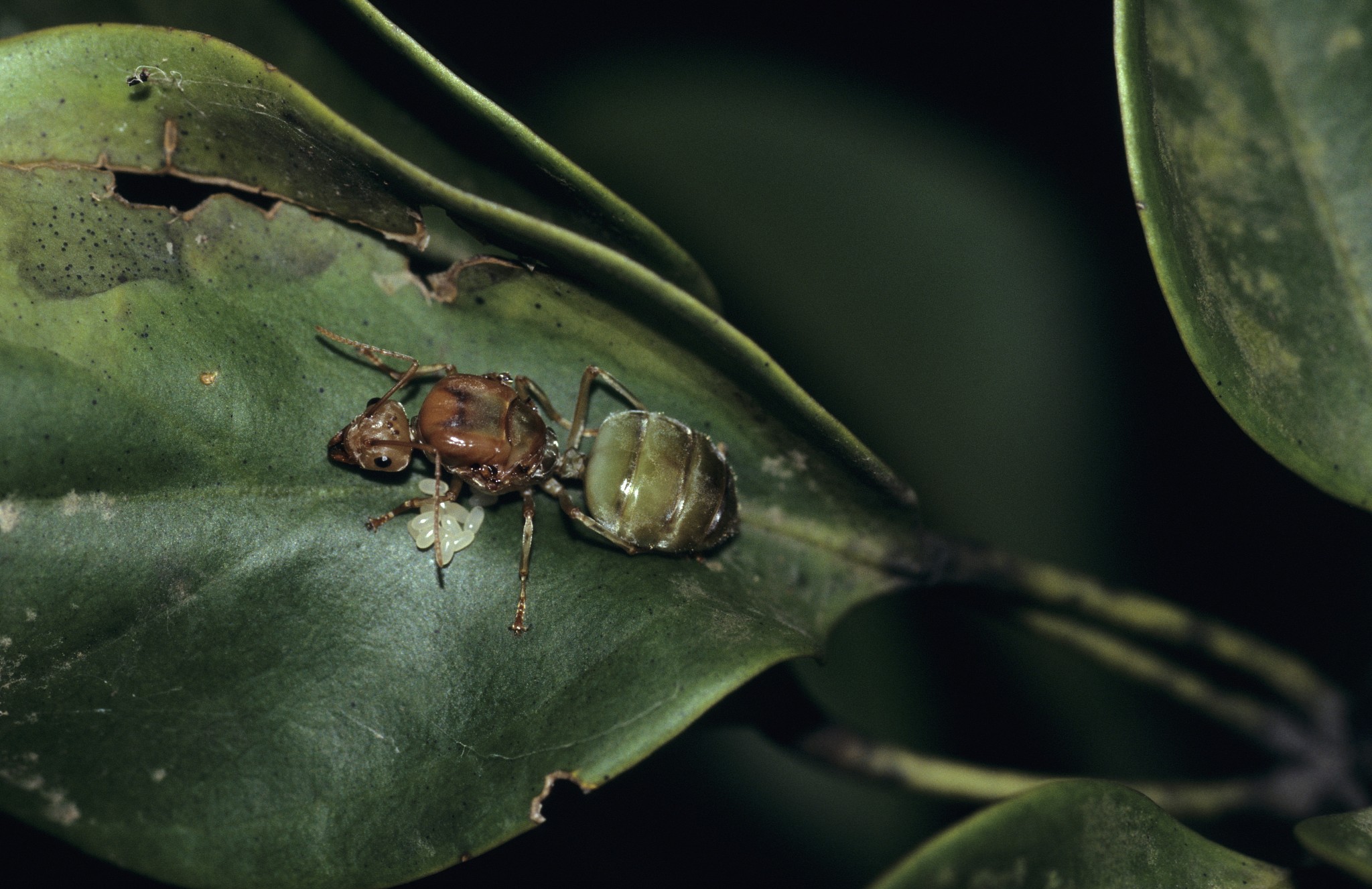 weaver ants also known as tailor ants or green ants; genus oecop