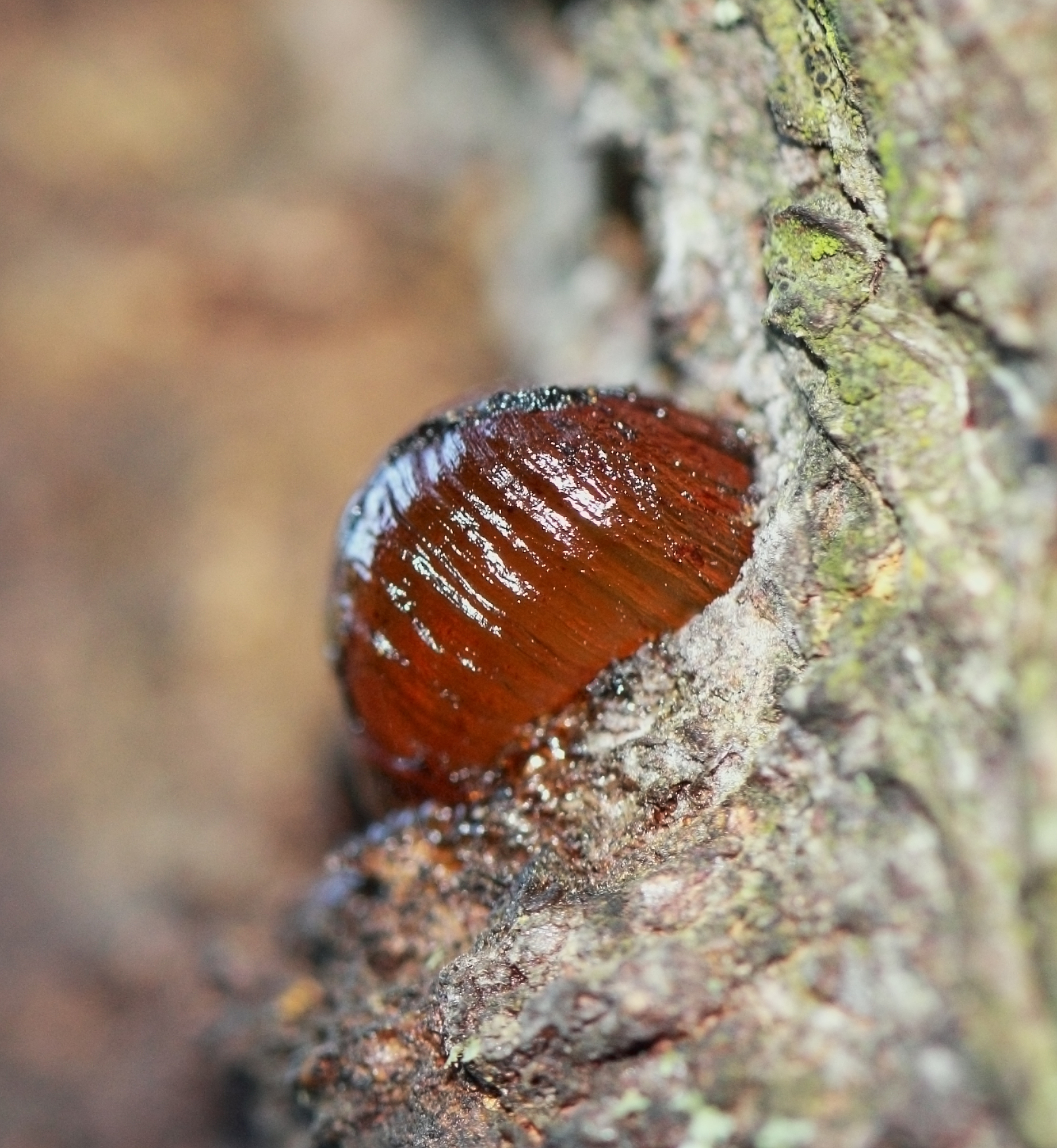 a macro close up view of yellow cherry resin on the cherry tree 