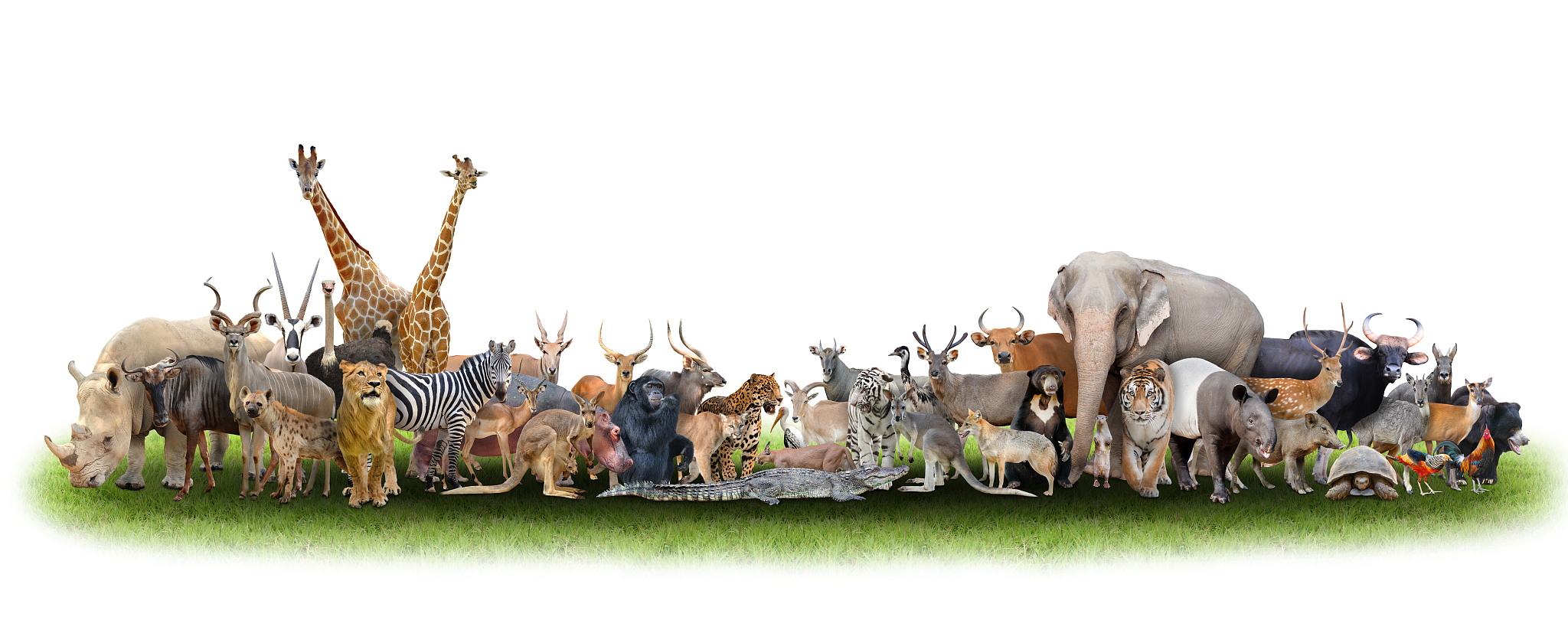 Wildlife Viewing in China: Zoos & Natural Habitats