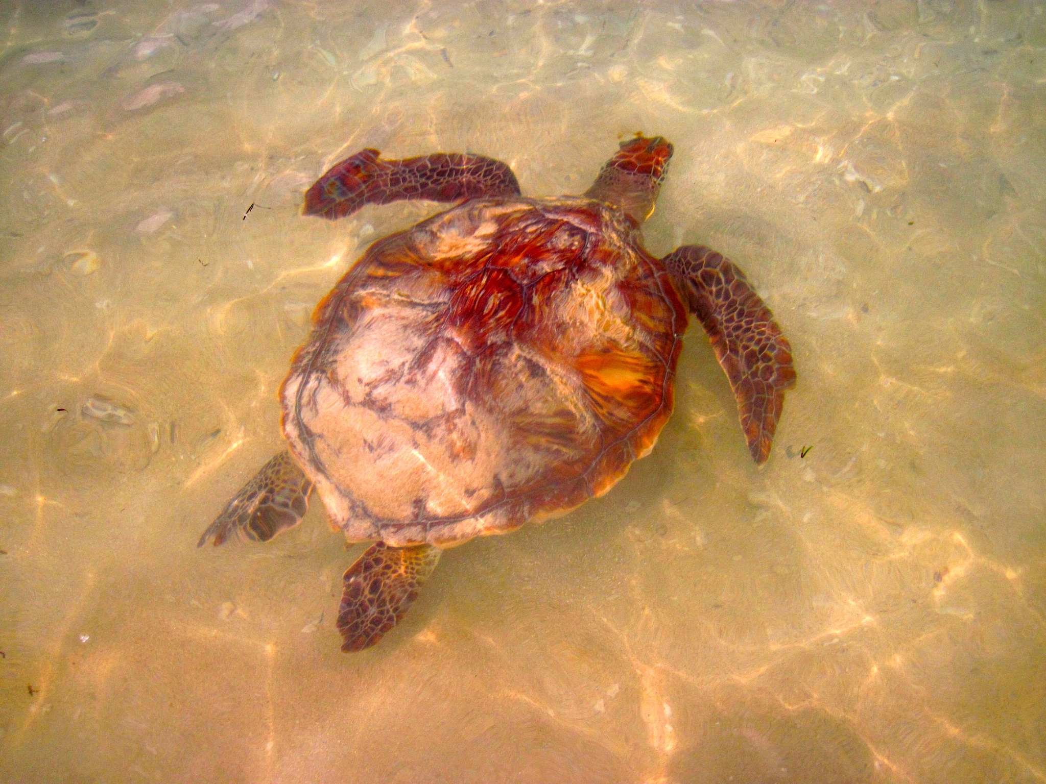 turtle