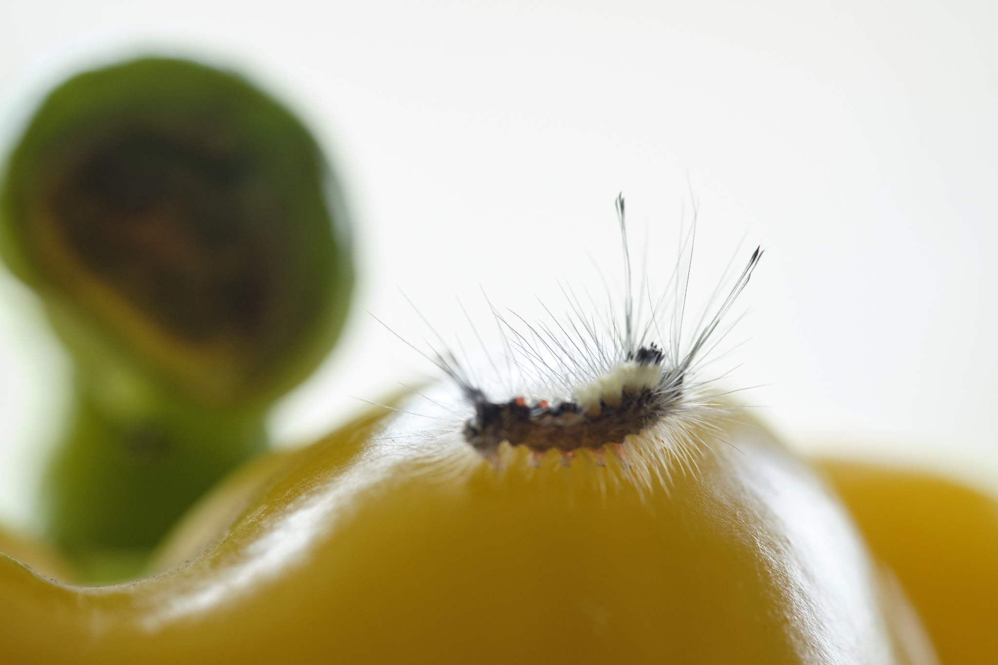 hairy centipede