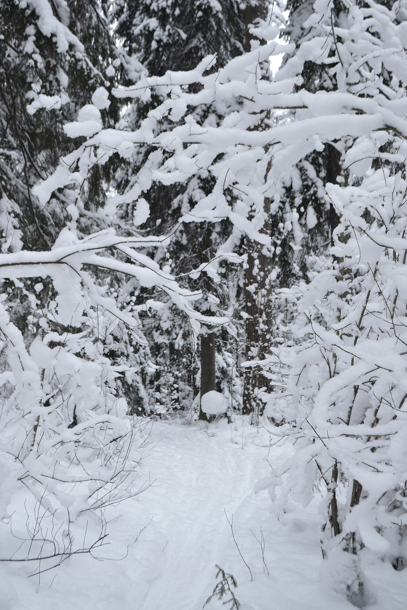西藏拉萨是哪一年下雪最大 用250字帮我描述
