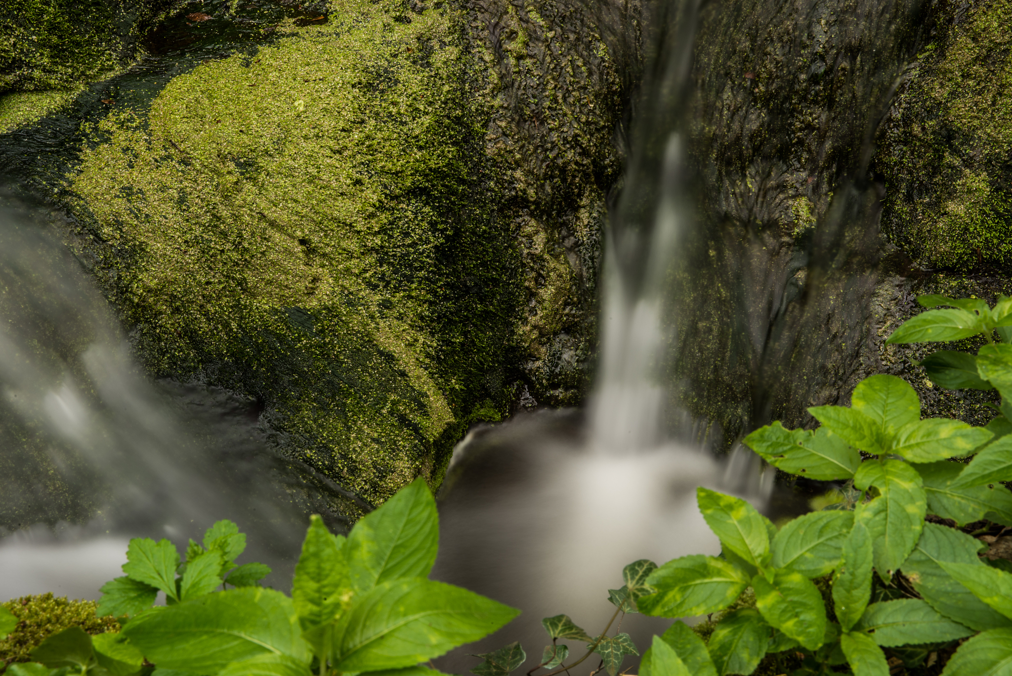 听大自然的声音句子