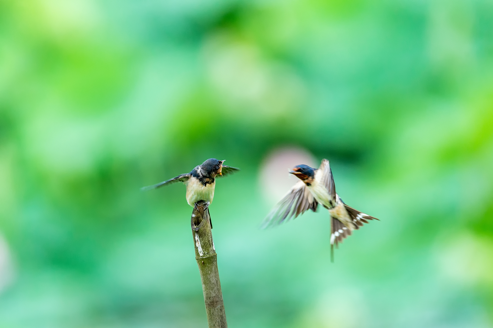 春天来了燕子从南方飞来改成拟人句