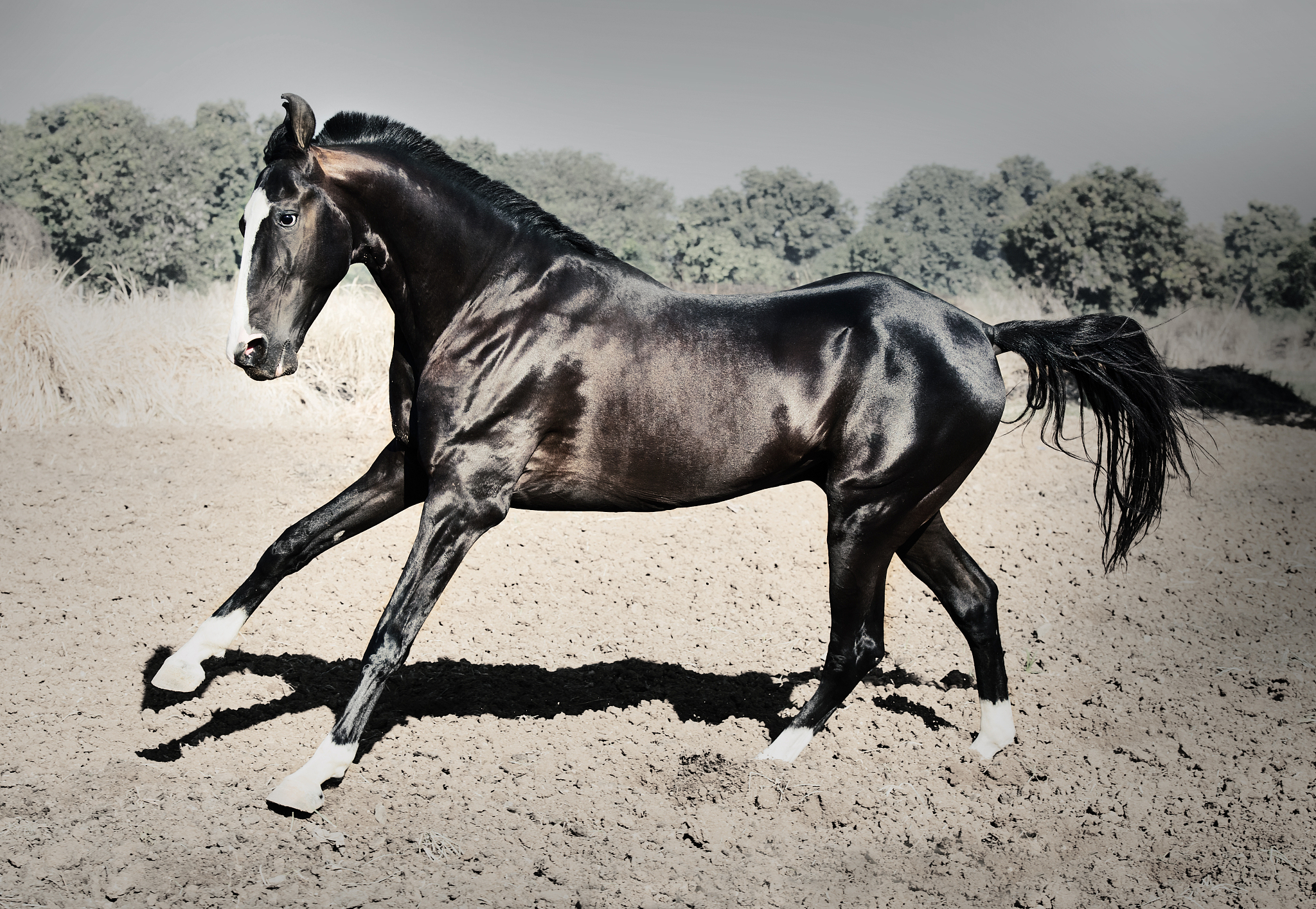 running marwari black stallion at freedom. india