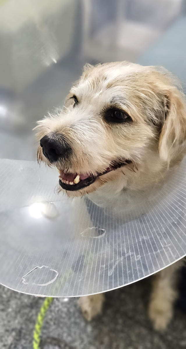 三年级寻物启事：棕色小狗‘小咪’走失，速寻！