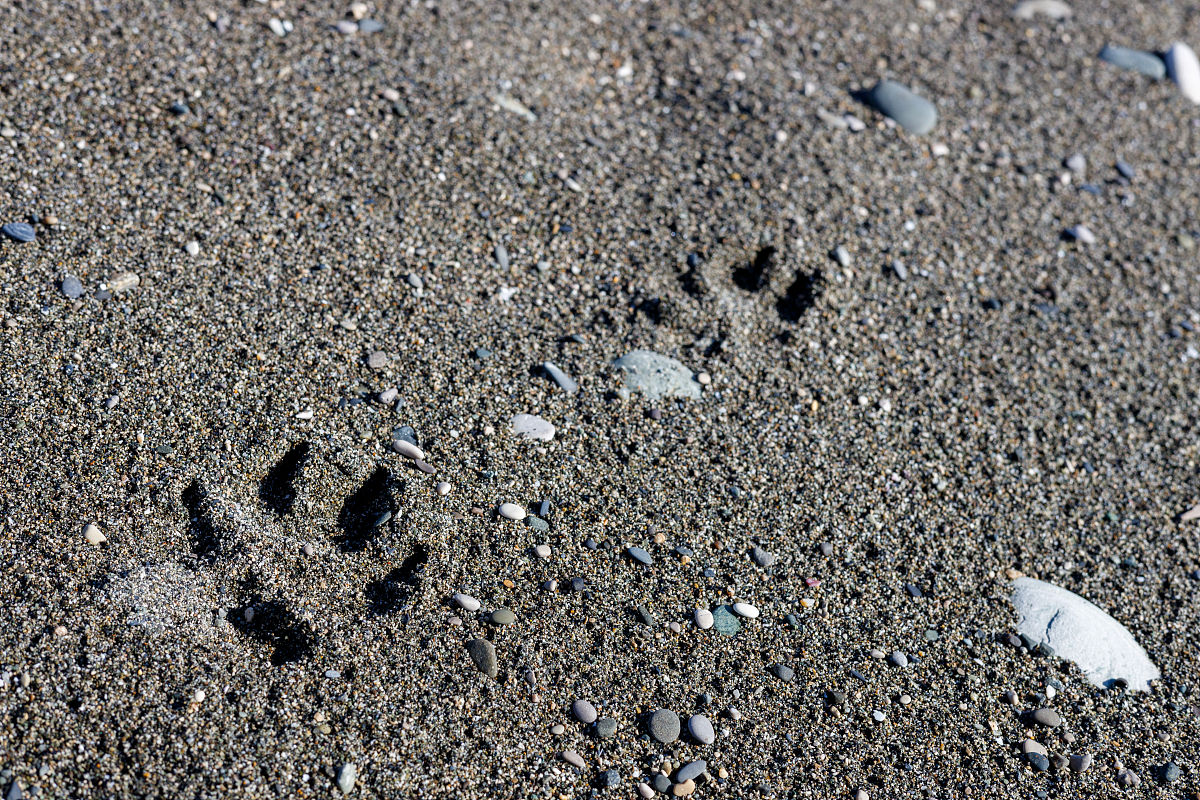 变斑晶显微镜识别特征：颜色、亮度、形状、分布