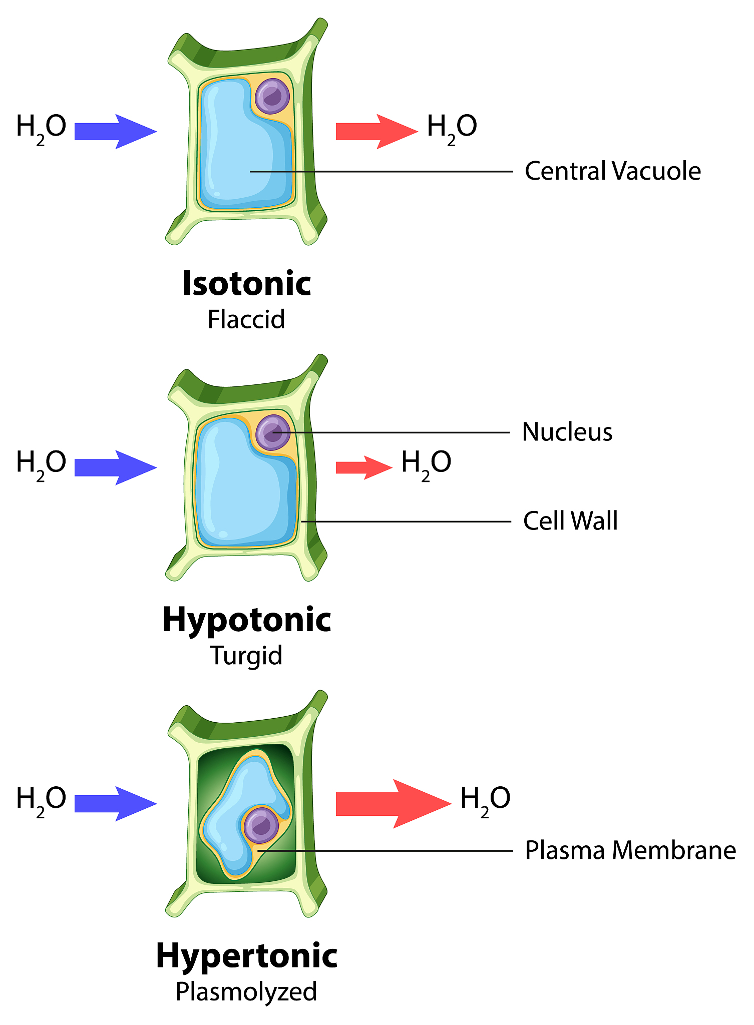 PEG-Based Precipitation Screen for Protein Crystallization