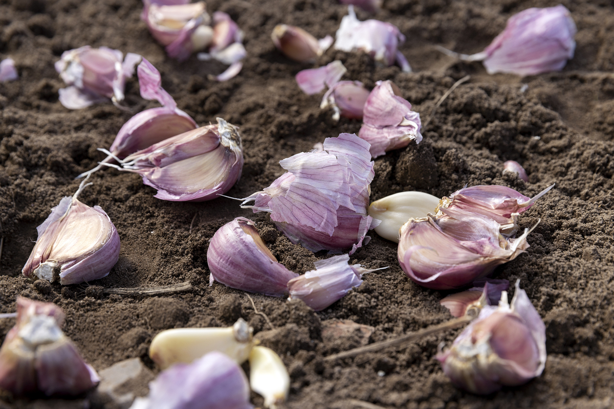 CANADIAN JOURNAL OF SOIL SCIENCE期刊的研究范围