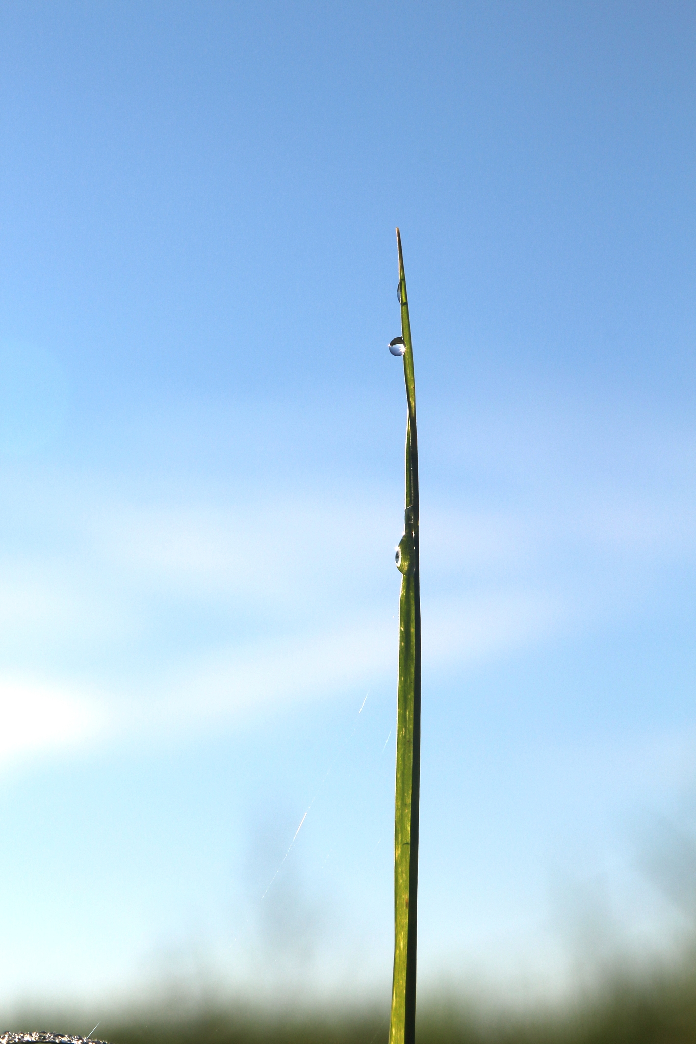 雨后春笋：现代诗歌赞颂生命力