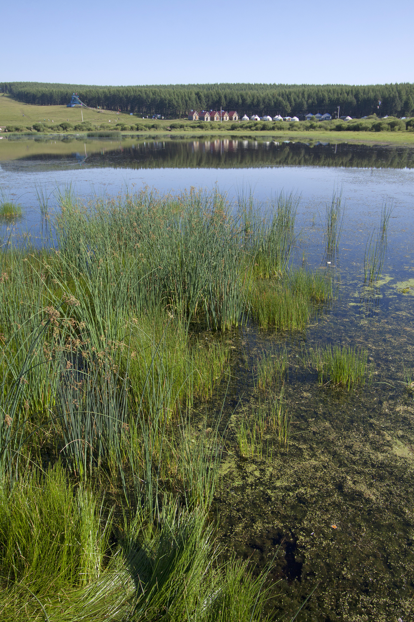 河南省林业局用210字帮我详细描述