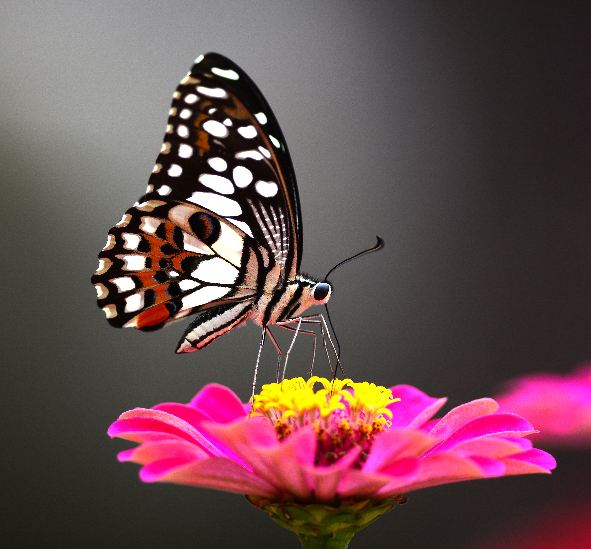 勤奋的蜜蜂和懒惰的蝴蝶：一个关于勤奋的寓言故事