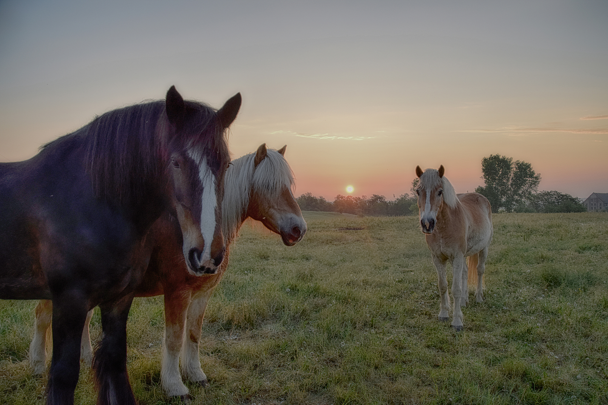 horses standing on land