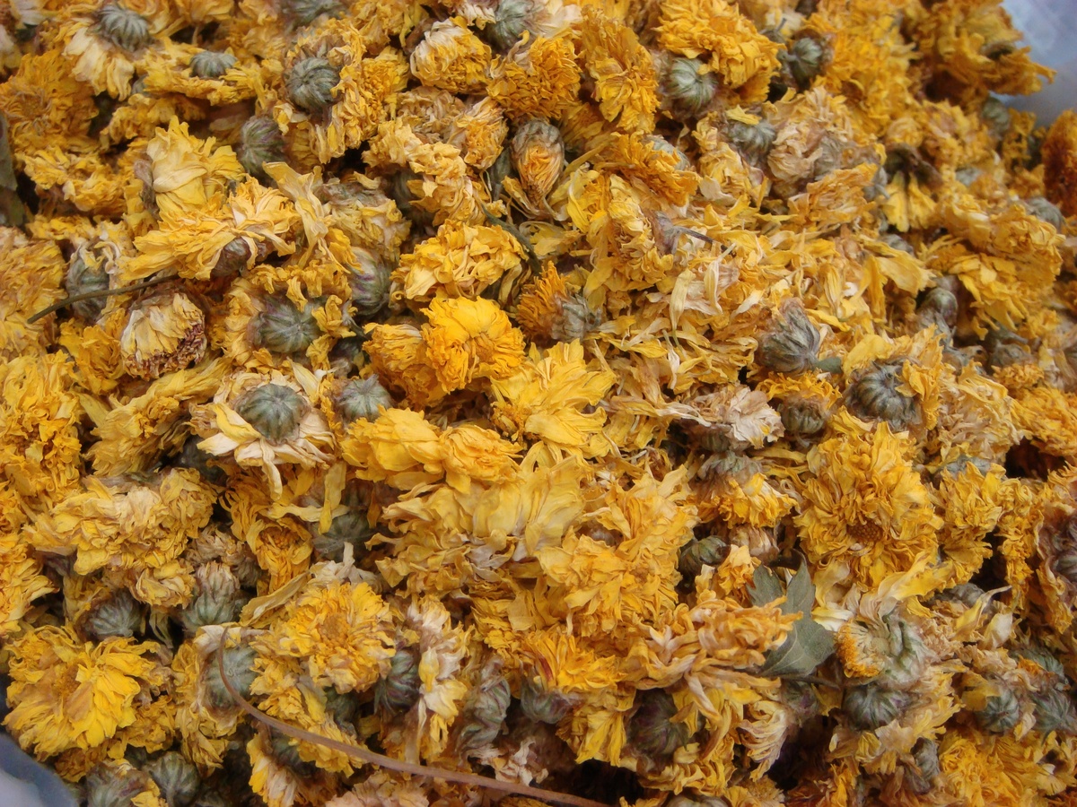 干菊花可以嚼着吃吗？功效、注意事项全解析