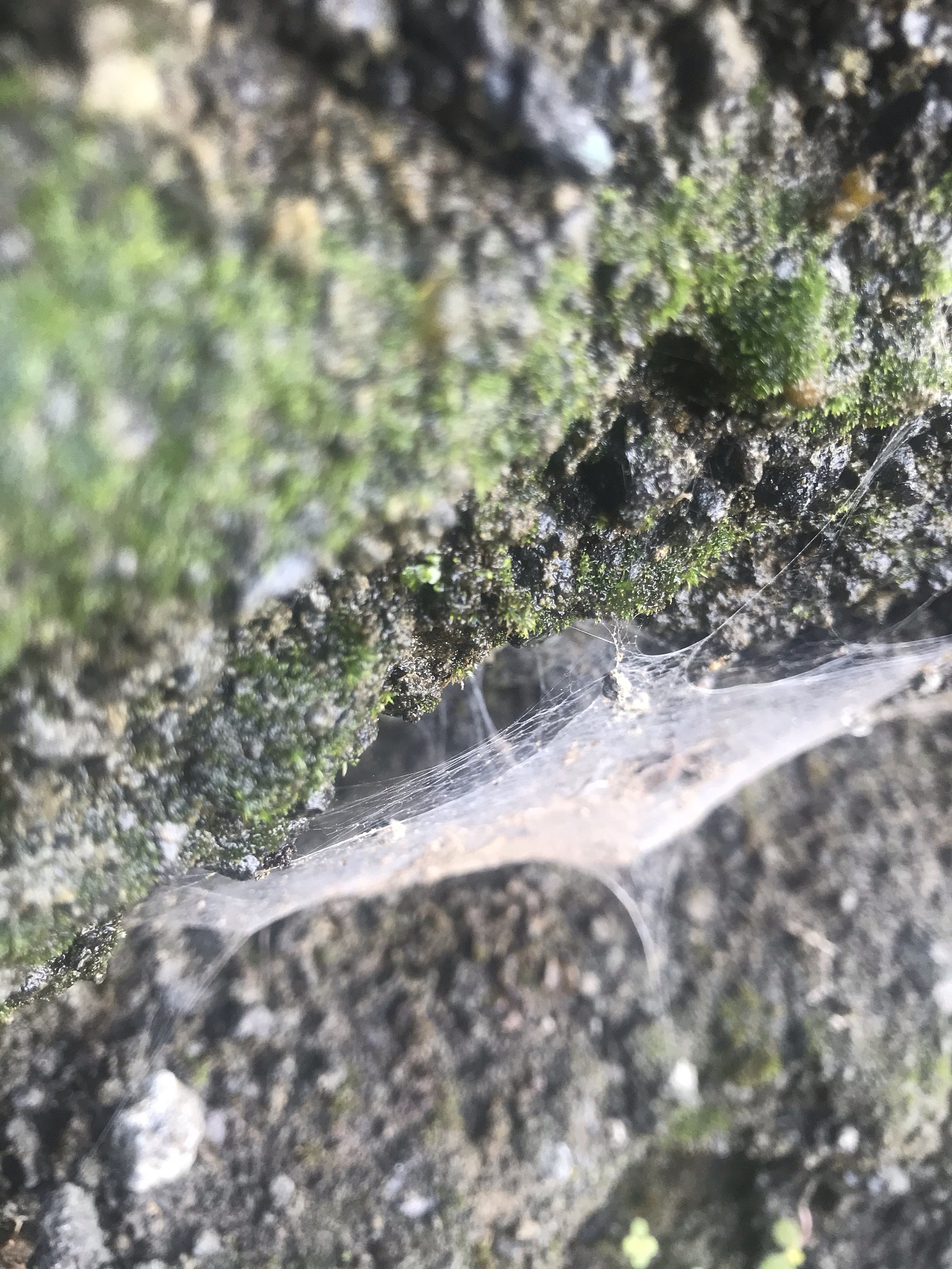 帮我写一份有关于草地贪夜蛾迁飞性研究的文献综述