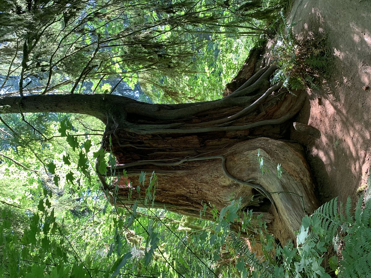 生肖猪 用250字帮我描述