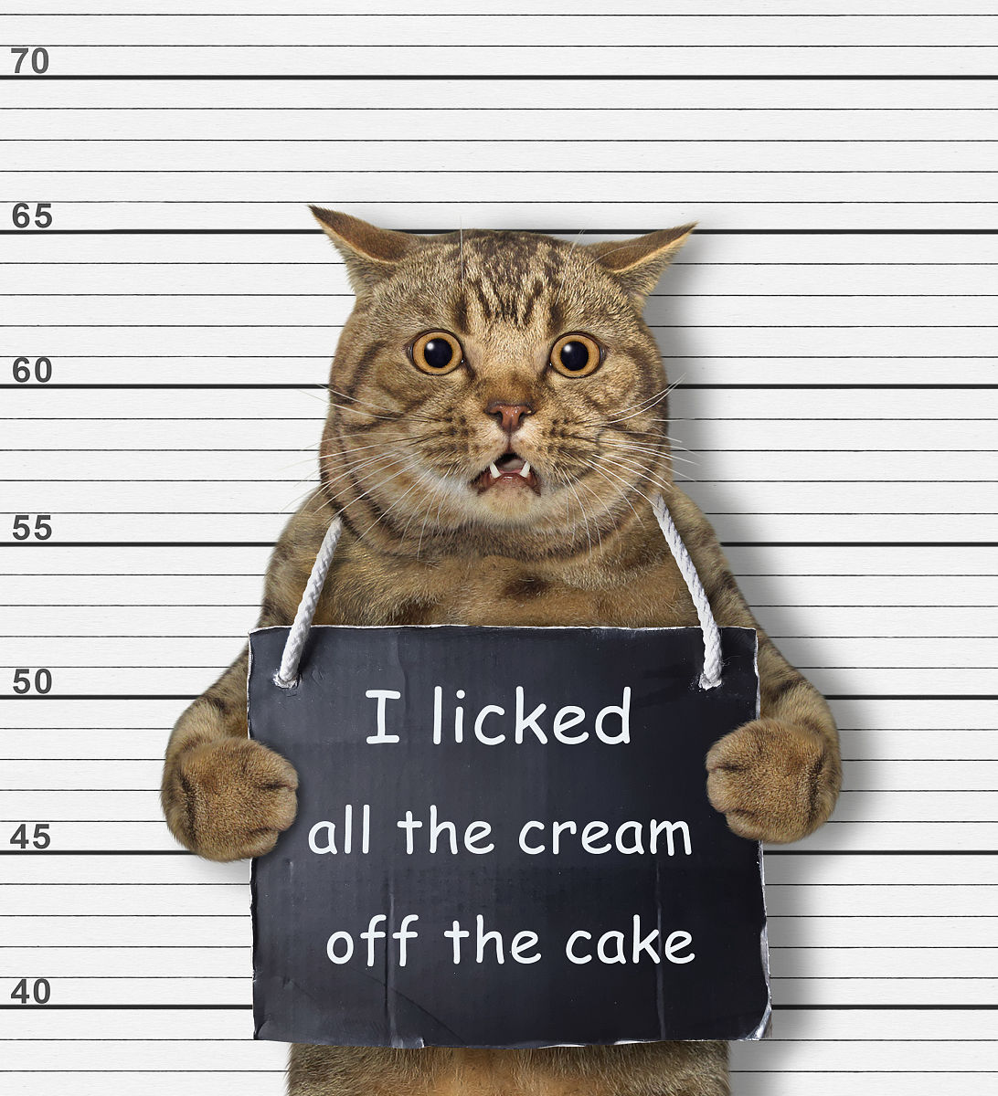 Keyboard Cat, Nyan Cat & 'Can I Haz Cheezburger': Iconic Internet Memes