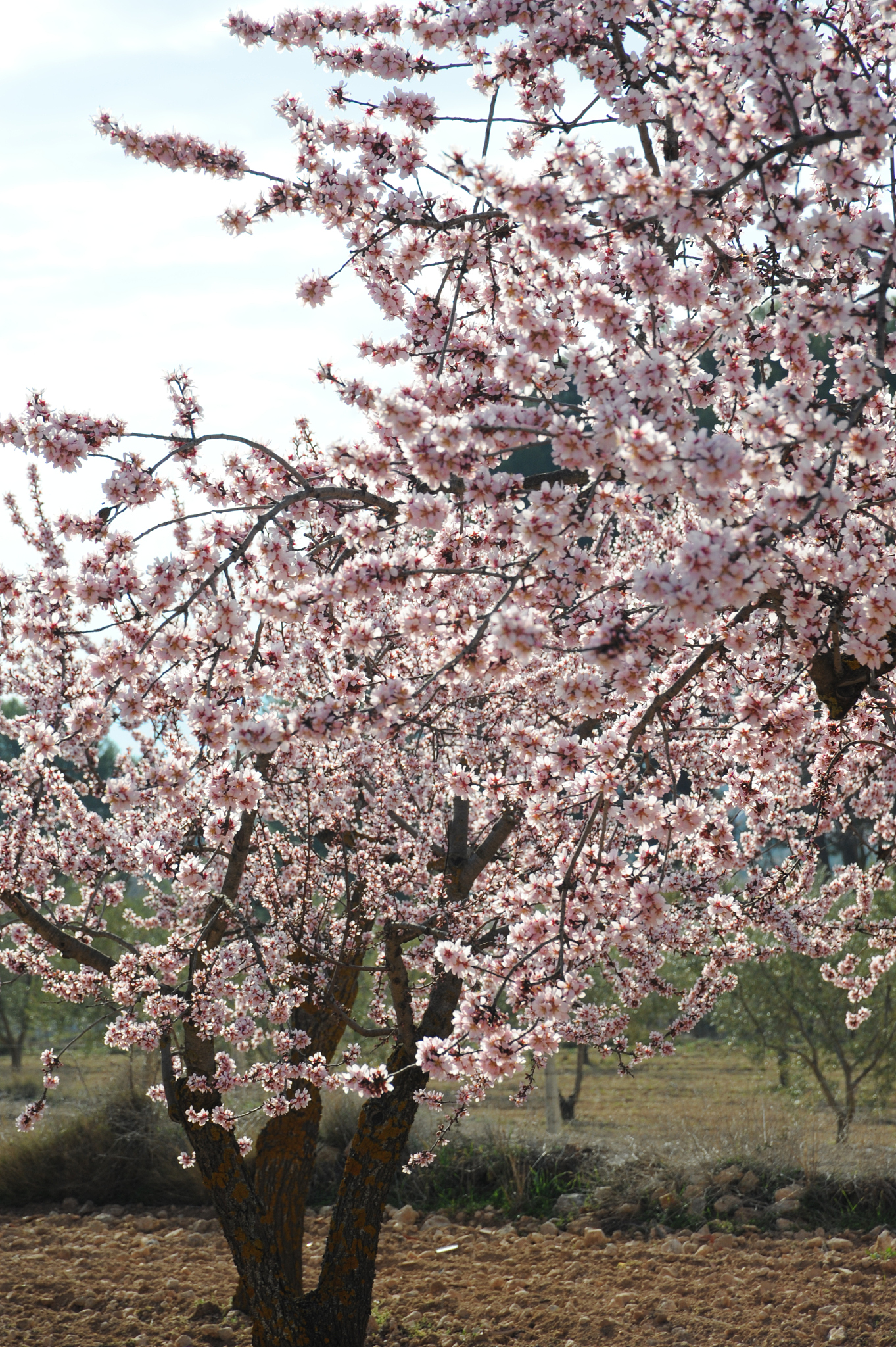 mandelblüte in spanien