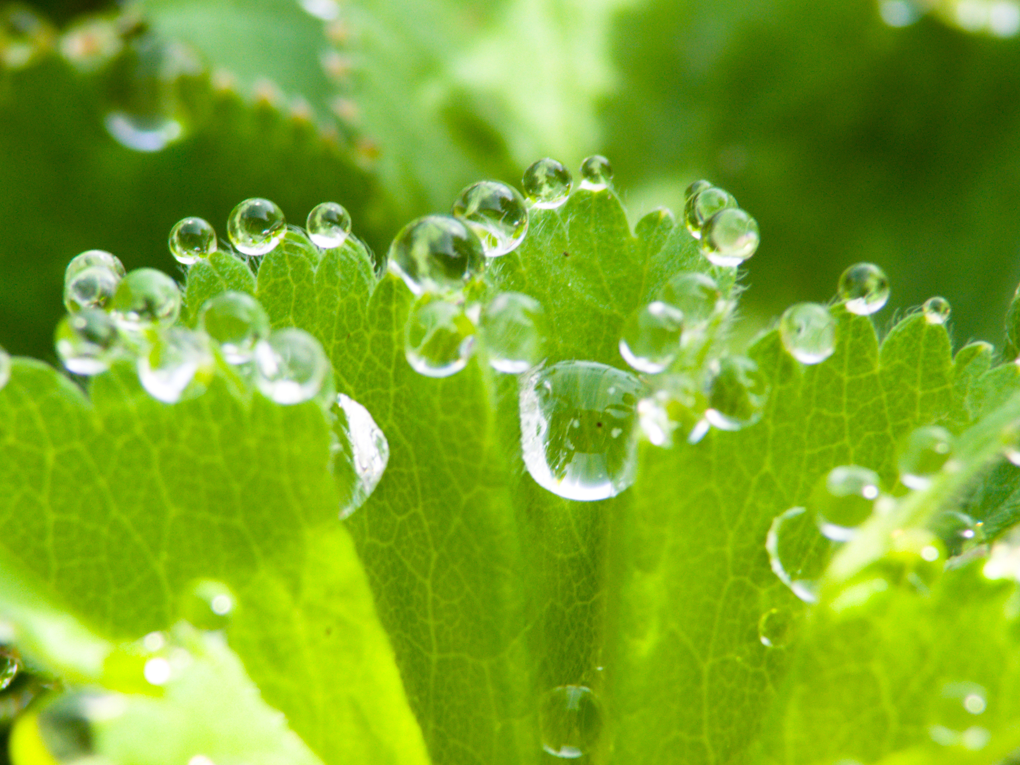 dew drops on leaf edges