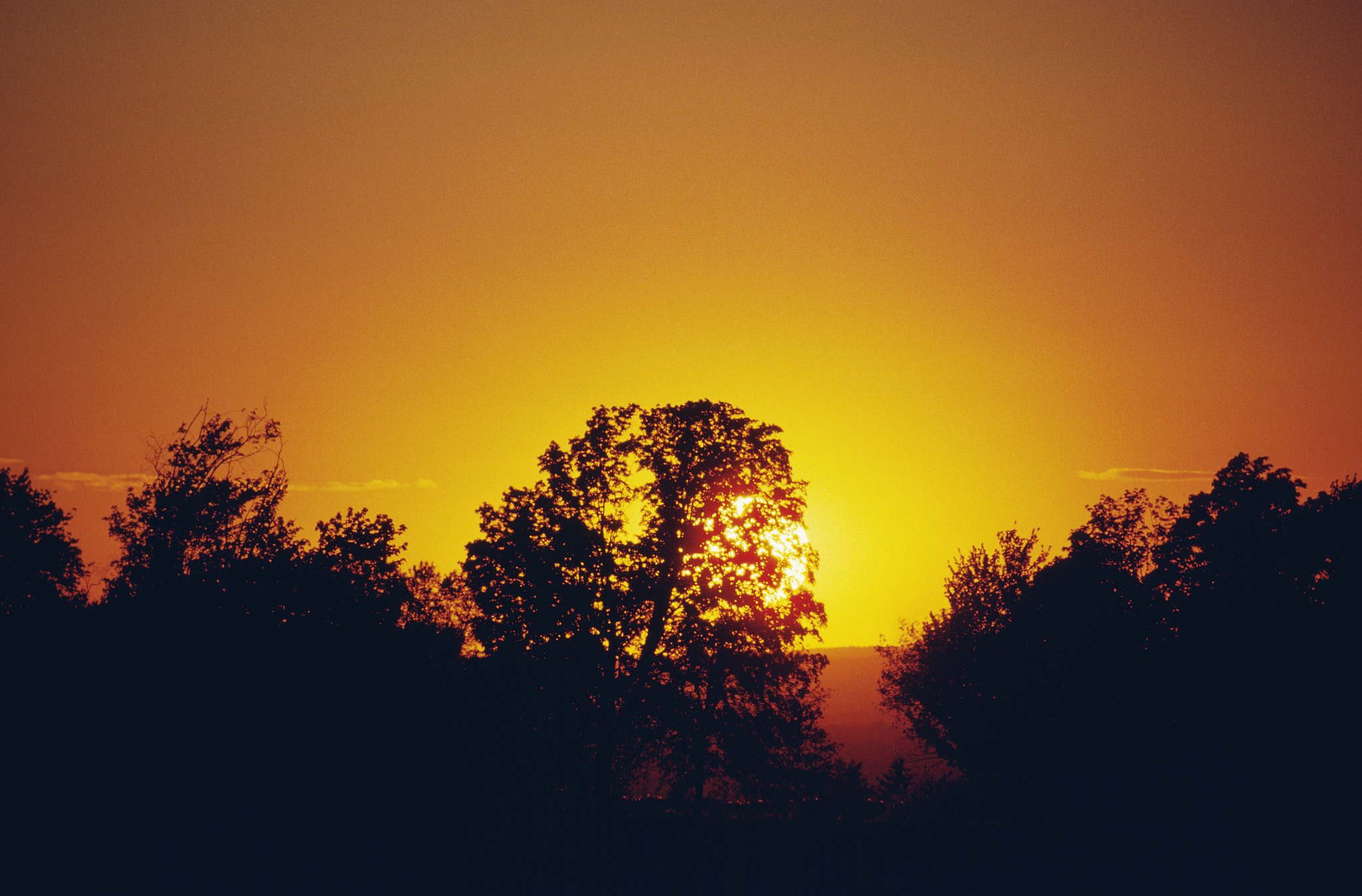 用梧桐树写出落日余晖美景