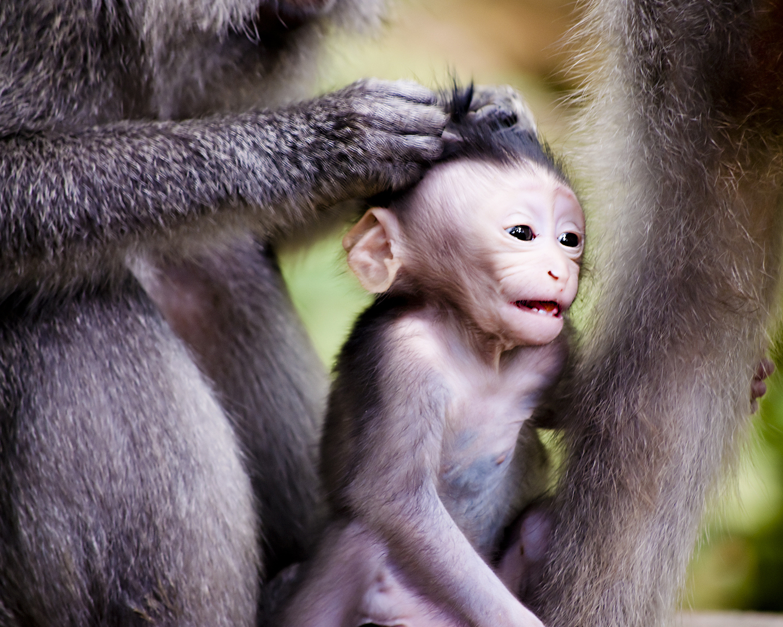 猴子是怎么哭的