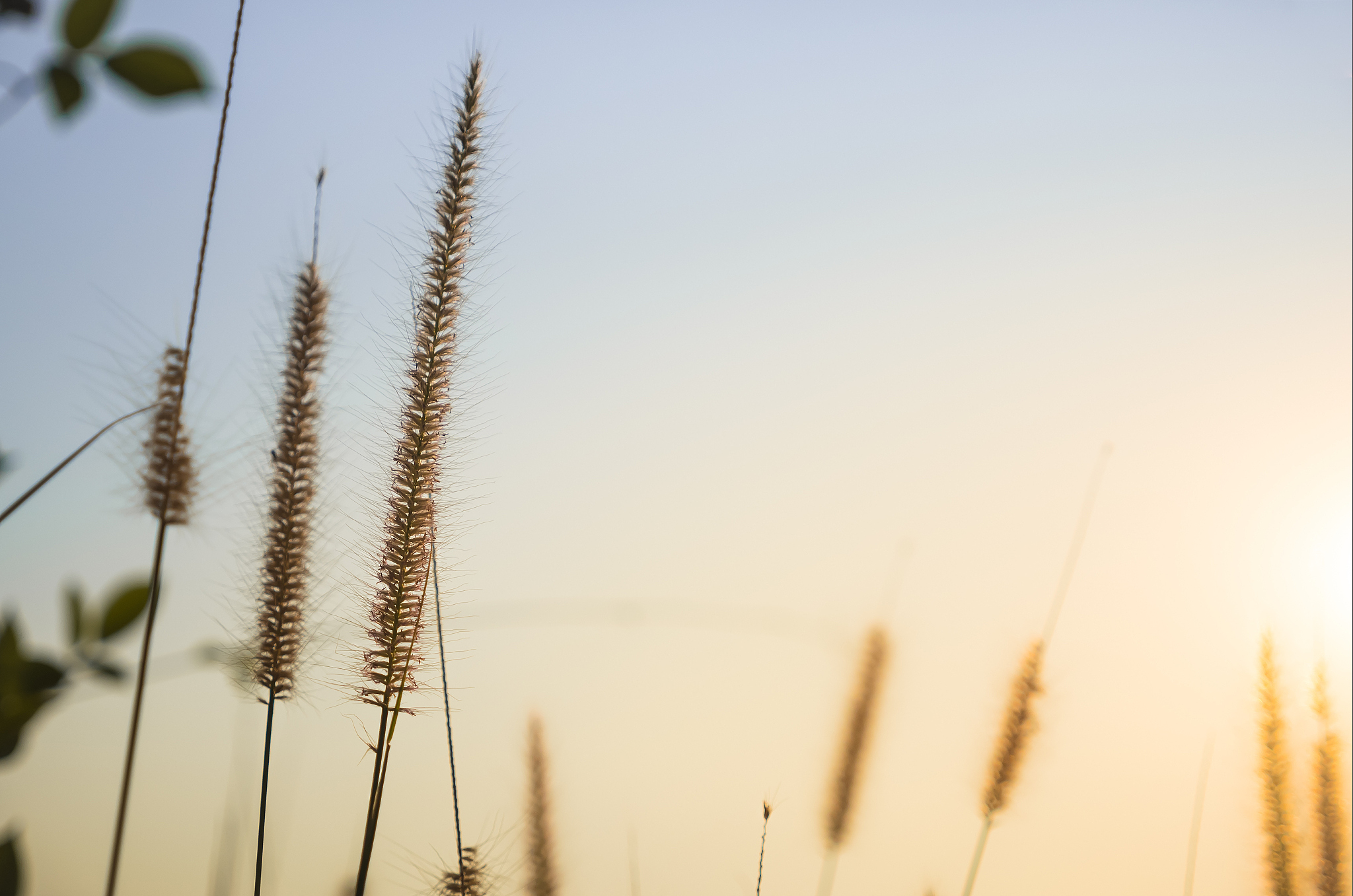 昆明畜牧兽医学校五年制大专招生专业介绍 - 畜牧兽医学发展与应用前景