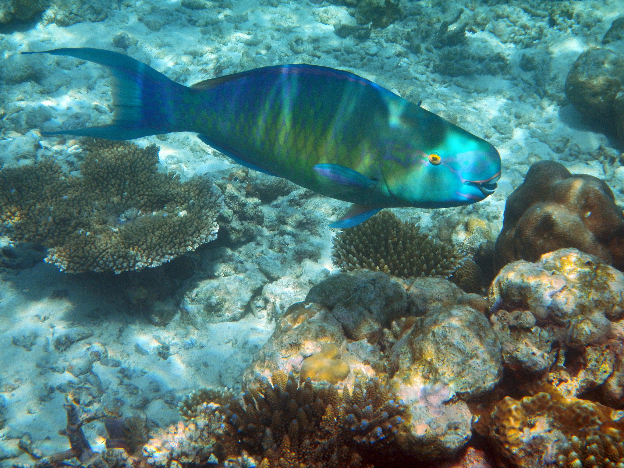 物理海洋学期刊：JOURNAL OF PHYSICAL OCEANOGRAPHY 研究领域