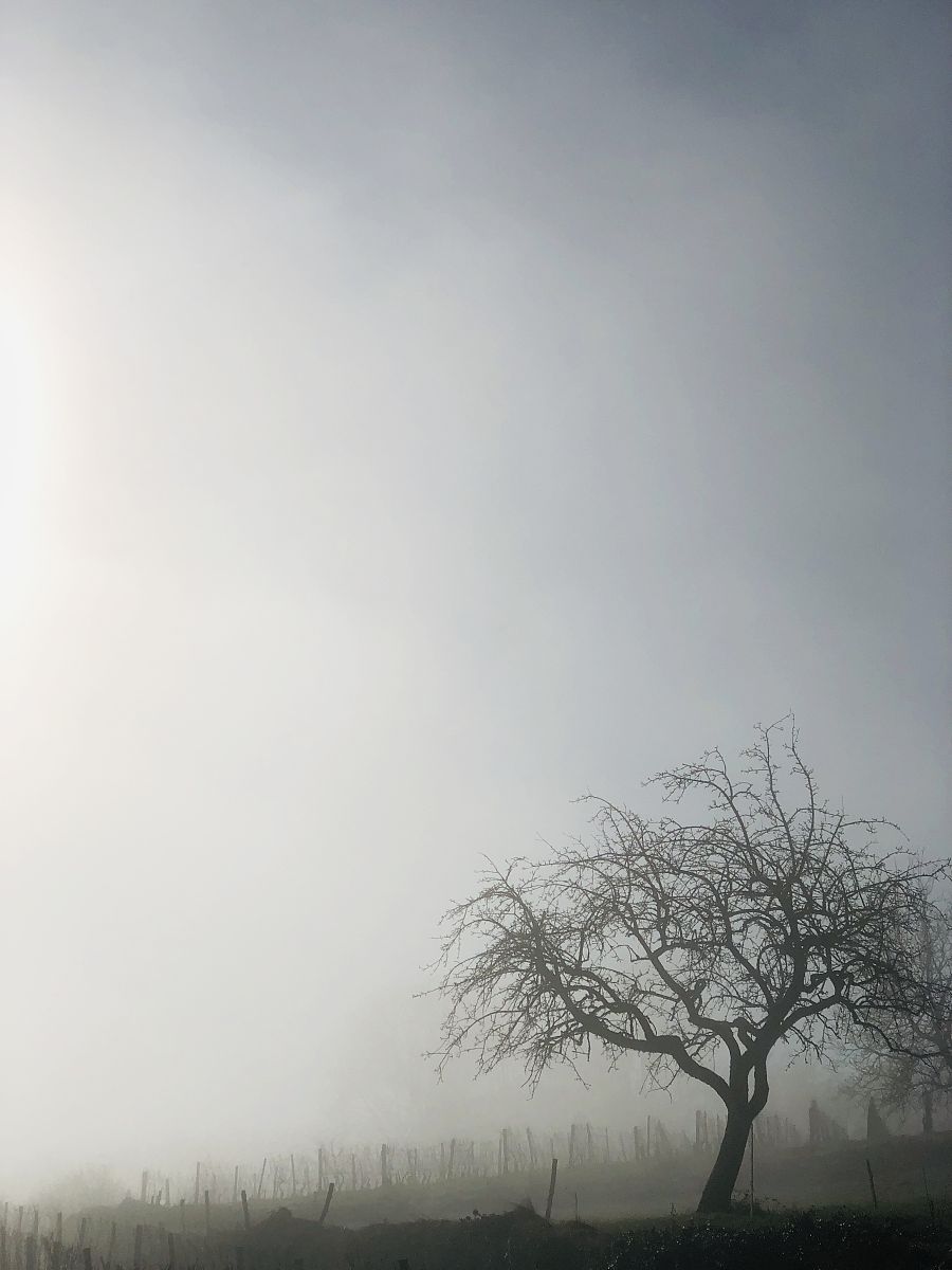 关于迷雾的短句