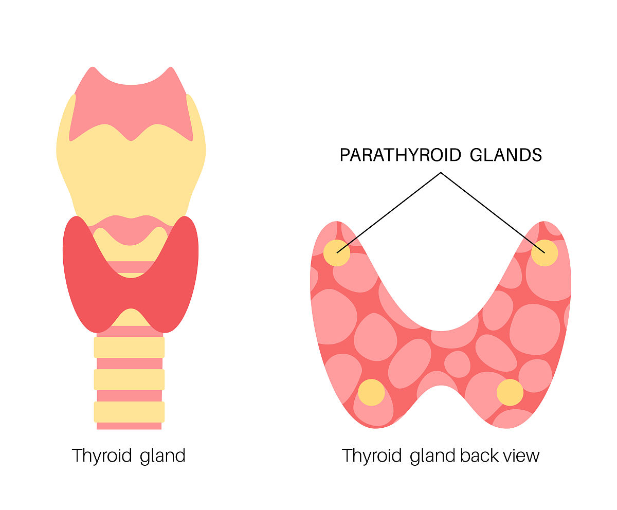 尿毒症合并继发性甲状旁腺亢进症行甲状腺旁腺切术术后心理护理