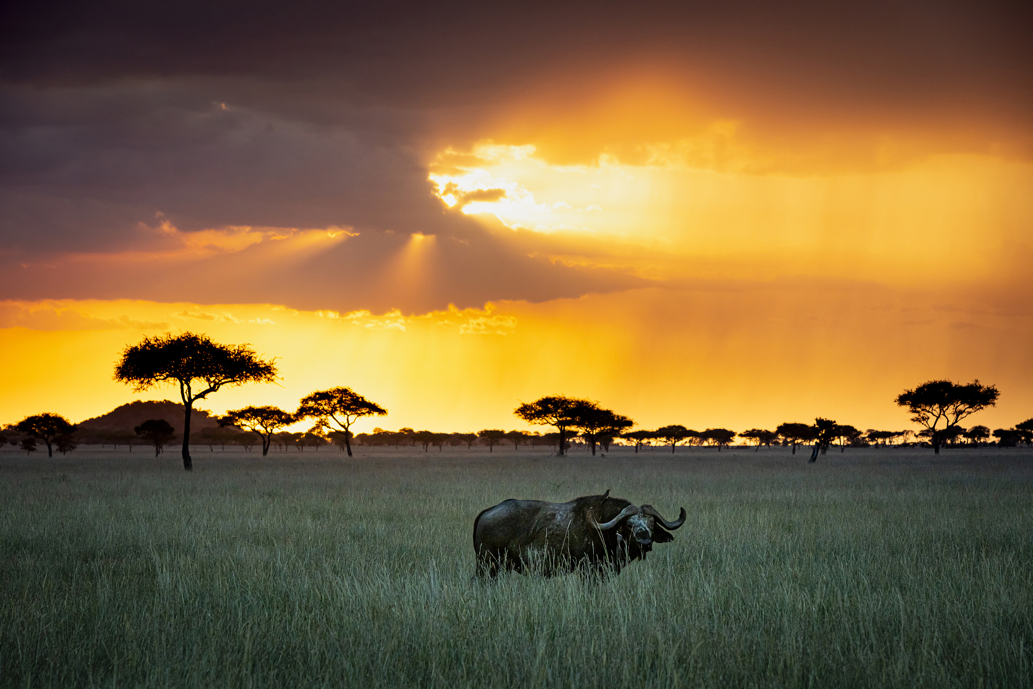 buffalo at sunset