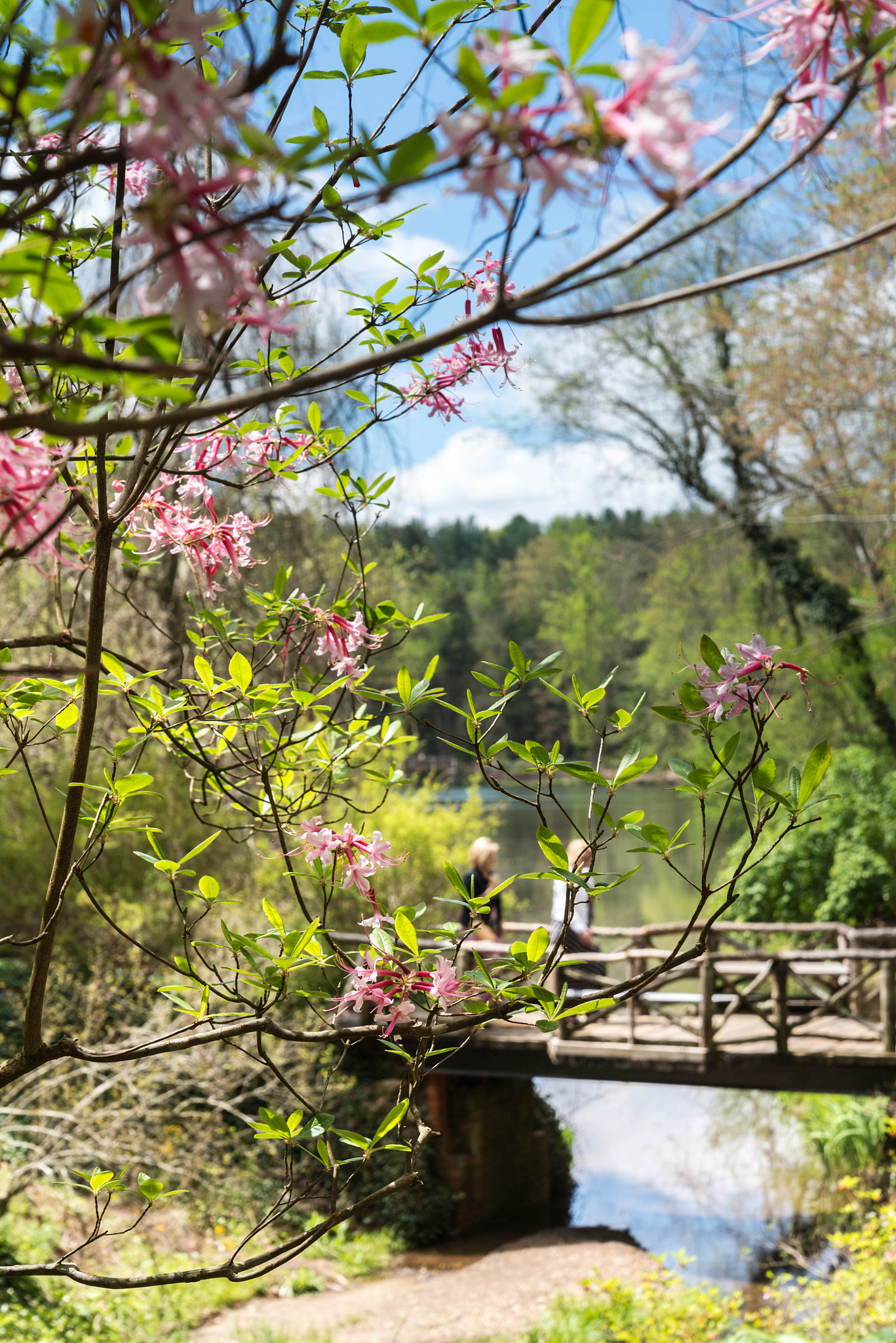人间四月芳菲尽，山寺桃花始盛开