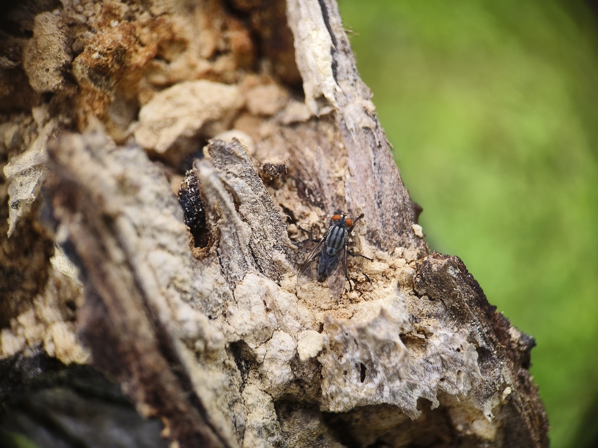 蝉排泄物是什么?揭秘蝉的排泄秘密 蝉排泄物是什么?揭秘蝉的排泄秘密