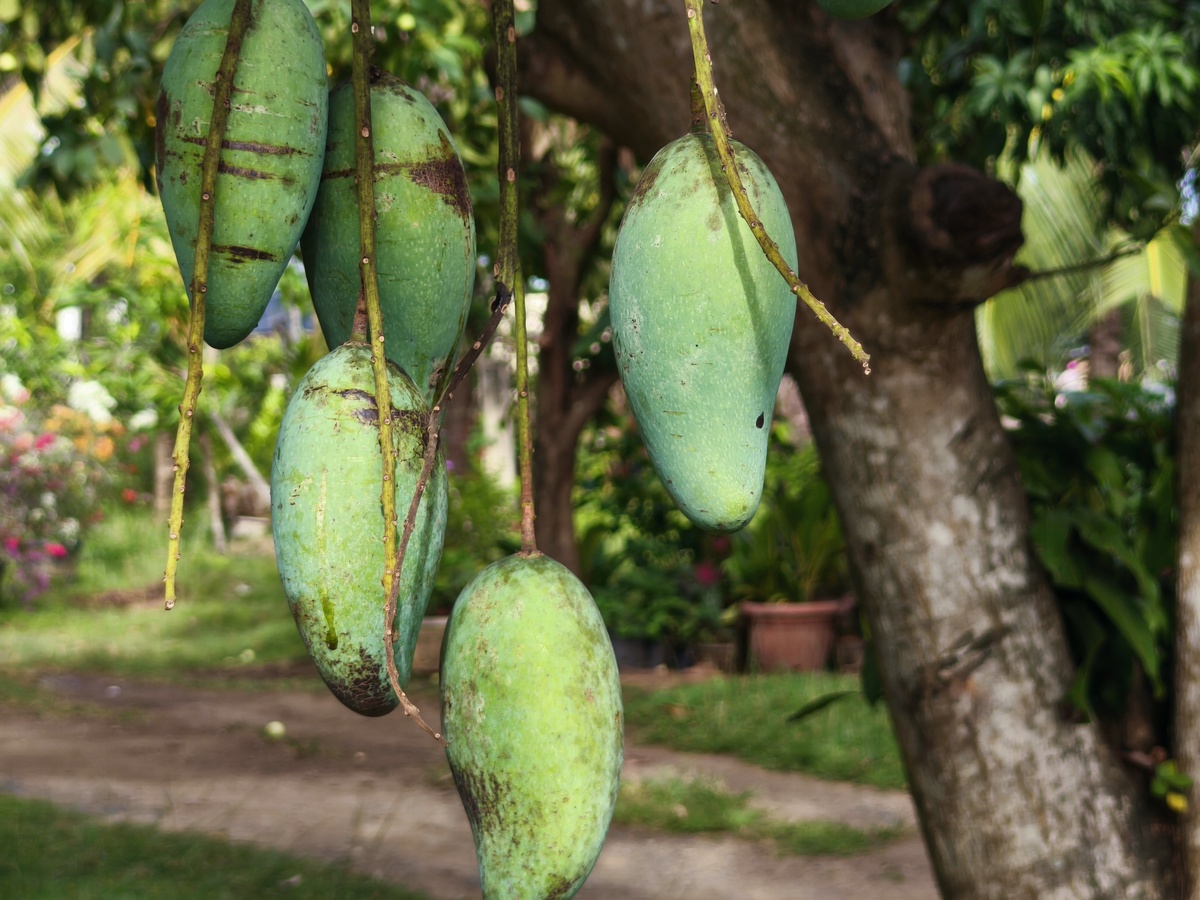 芒果生长在哪？树上还是地上？