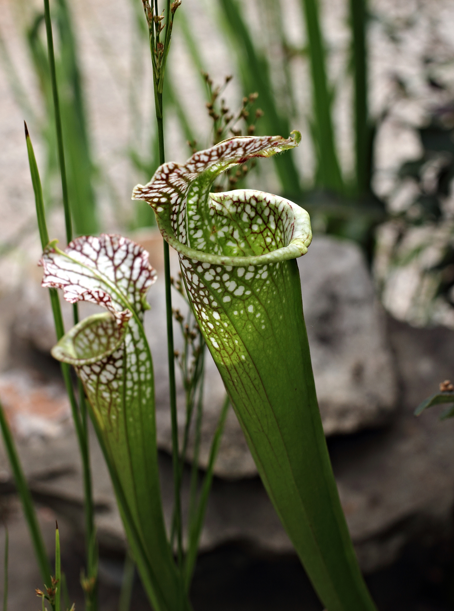 pitcher plants
