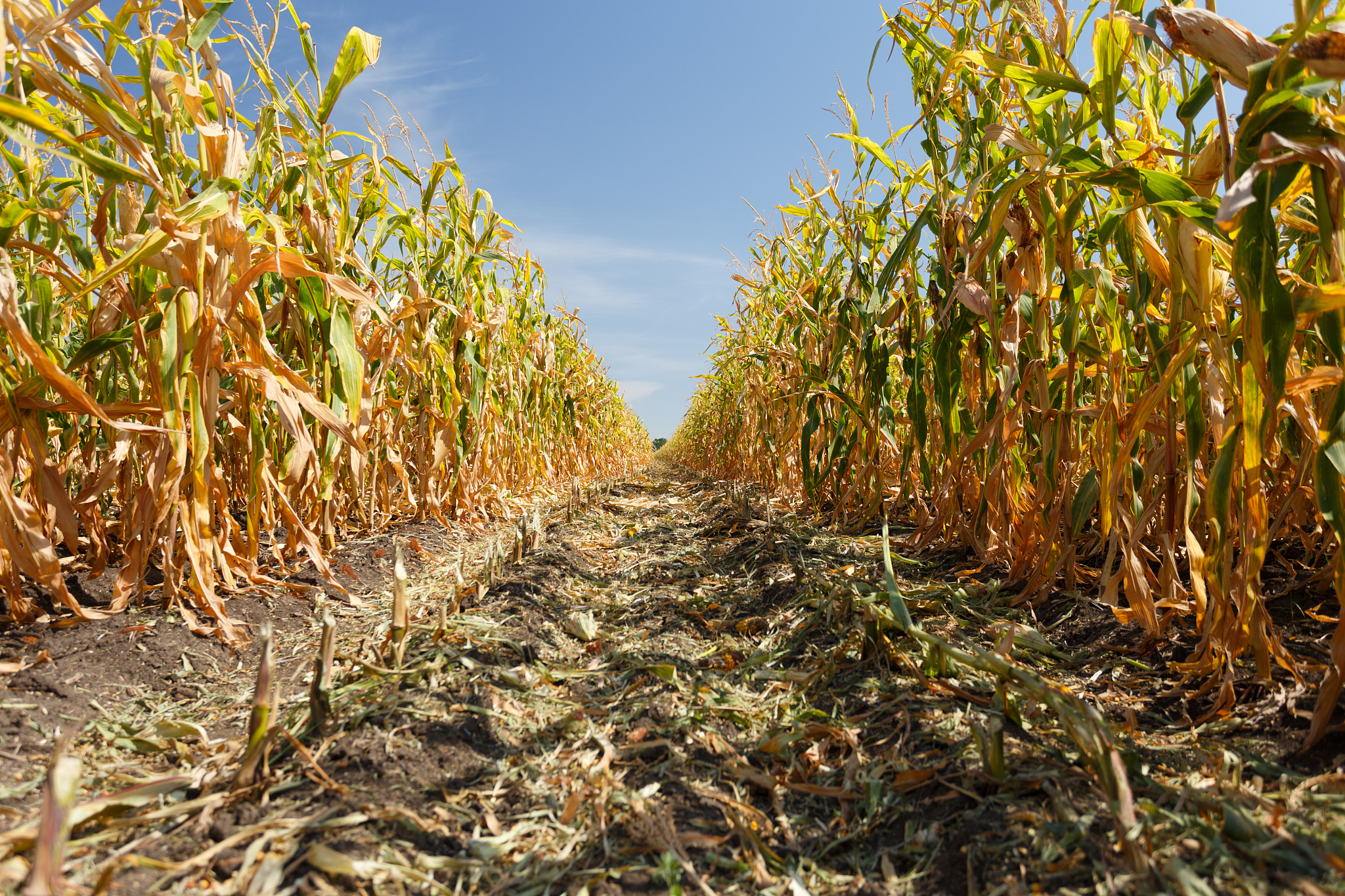 如何根据株行距计算玉米大豆带状复合种植作物体系中的玉米种植密度