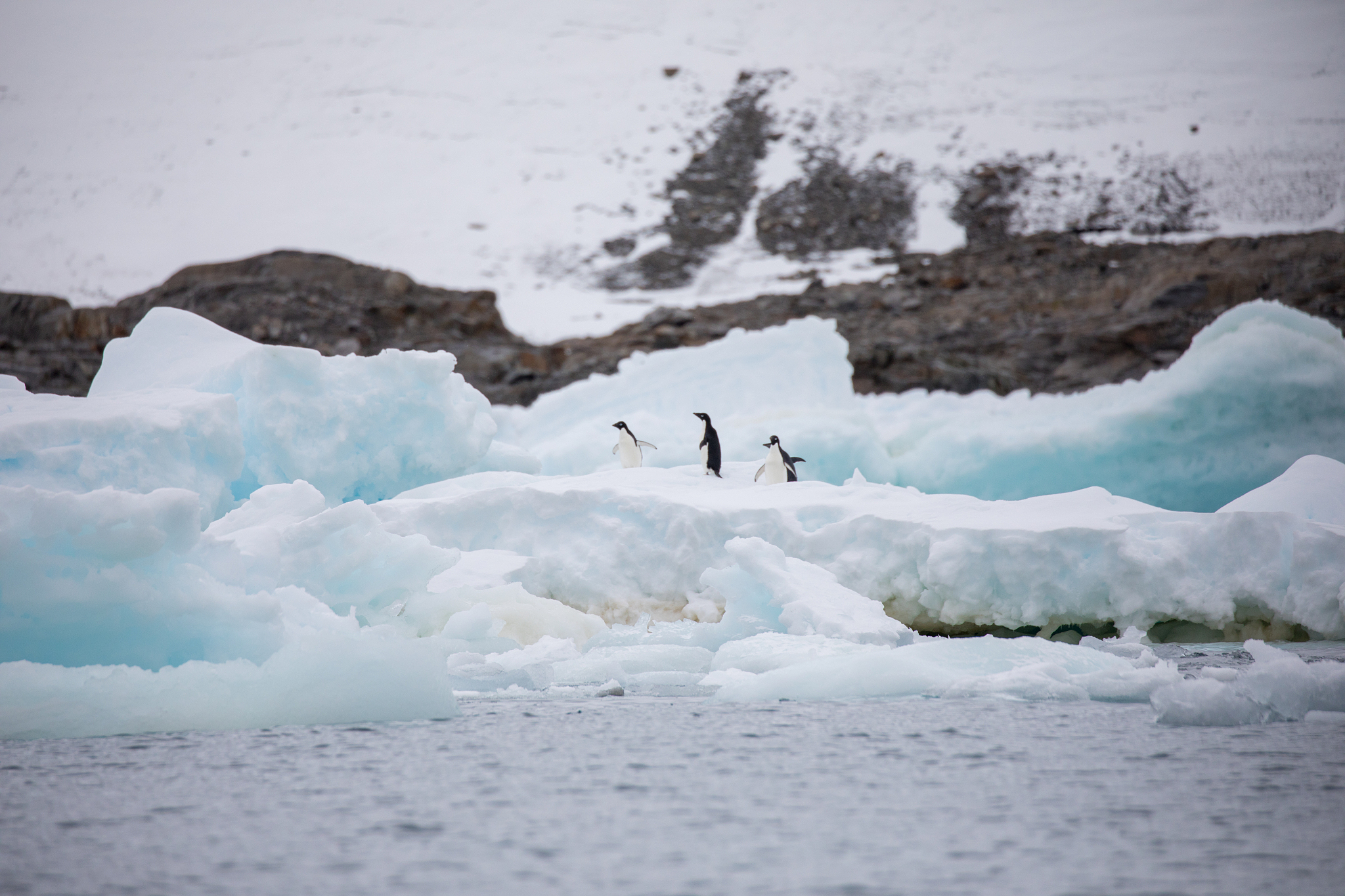《乞力马扎罗的雪》心理描写: 哈里内心独白深度解析