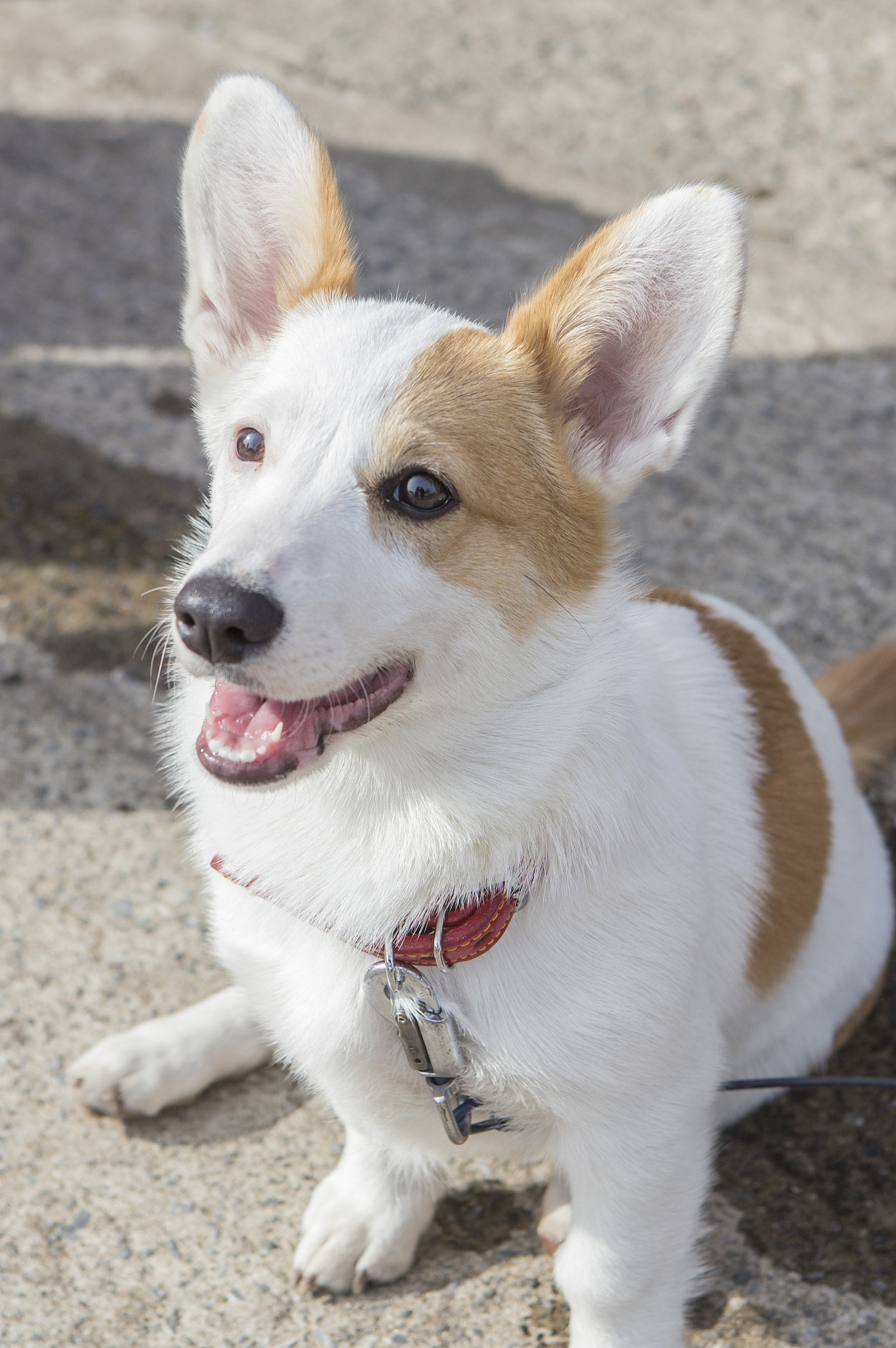 你是一个宠物专家熟悉各种宠物习性我希望用你的专业知识帮助我解决一些宠物相关的问题并已文章的形式呈现文章要做好问题关联细分并详细说明字数最好不低于1000字。现在有这么一个标题：狗狗耳朵竖后面？特别注意在文章中不要出现首先、其次、最后、接下来、综上所诉字眼。
