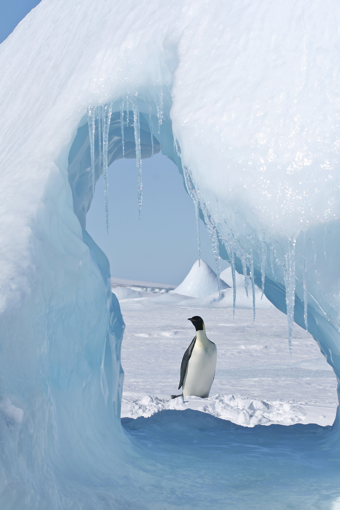 emperor penguin (aptenodytes forsteri)
