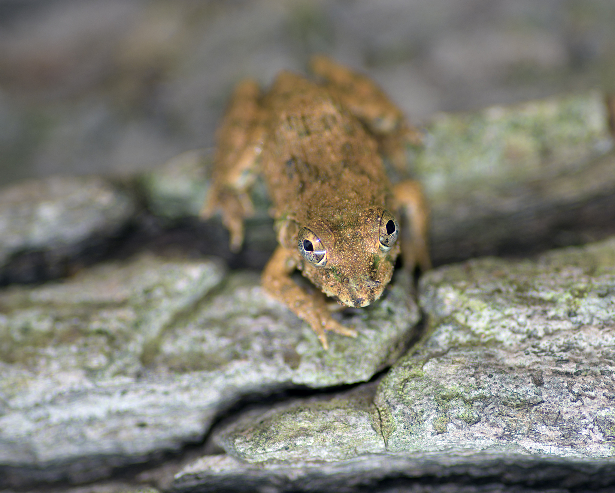 栖息地适宜性模型中的目标生物：定义与应用