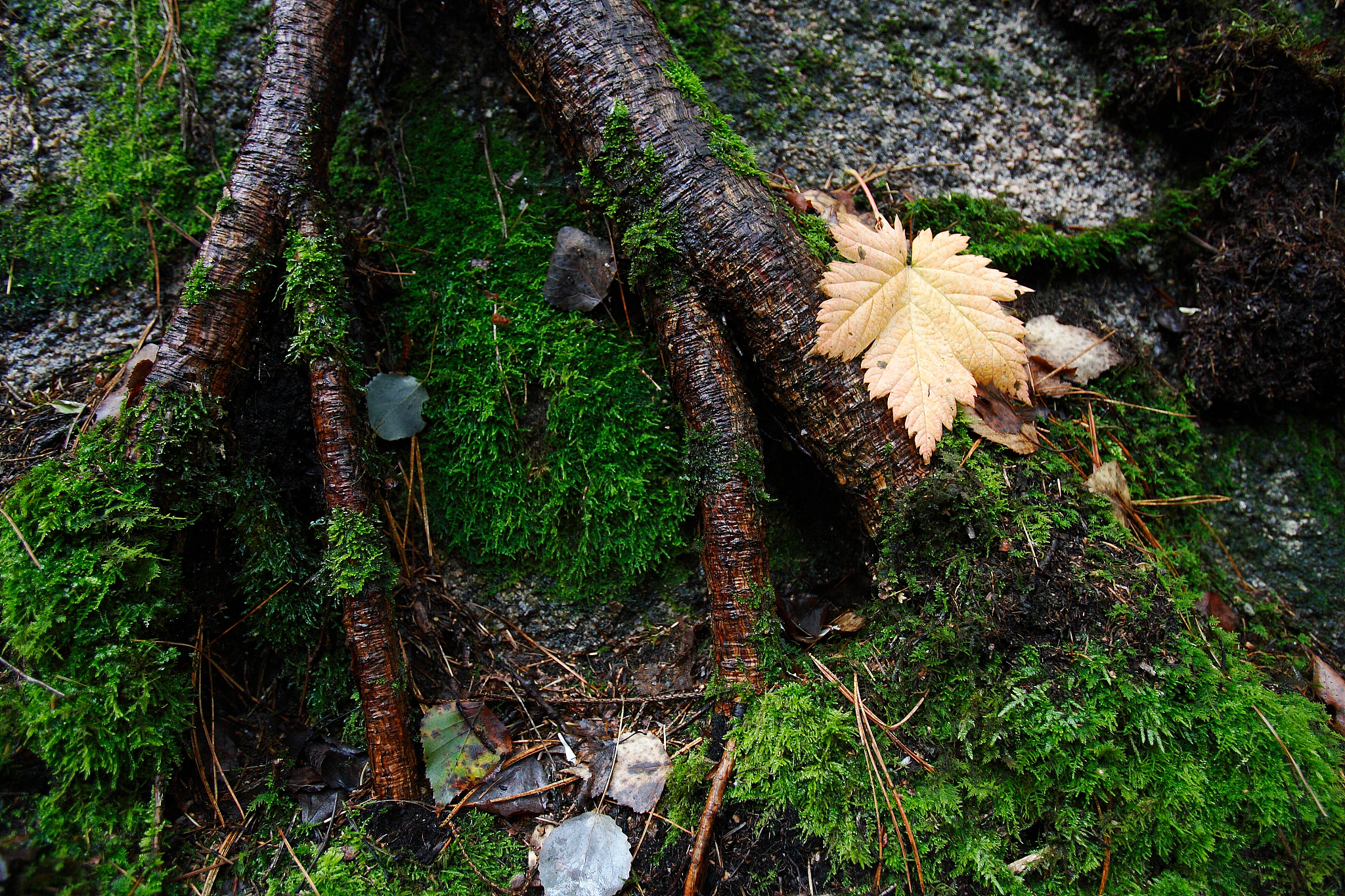 美丽的小兴安岭课本赏析