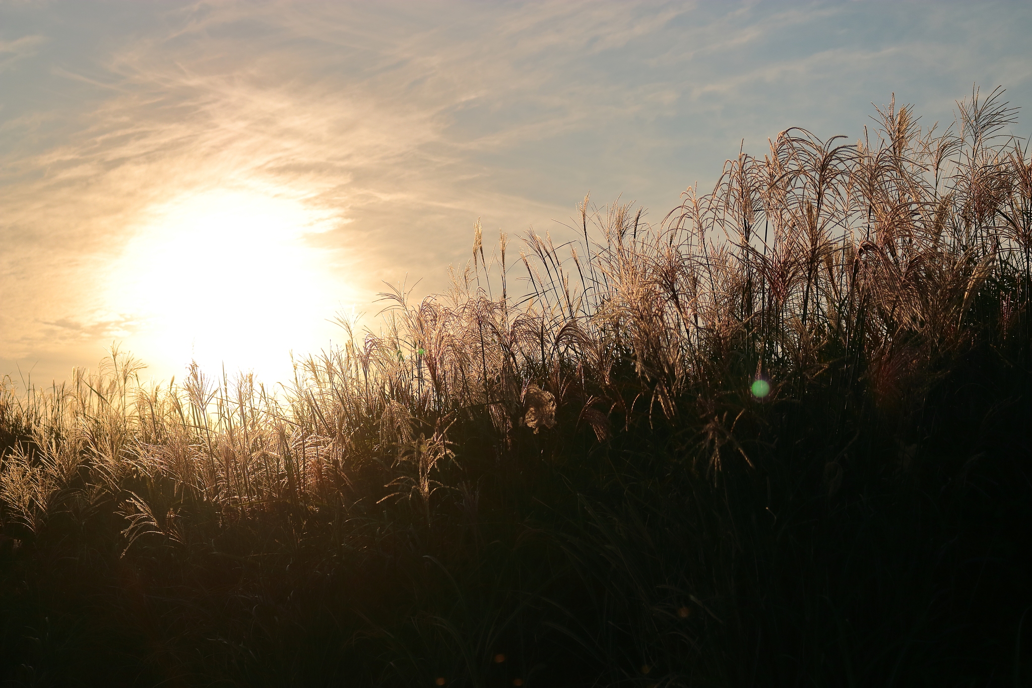 ye rae ecological park, park, ecology,
