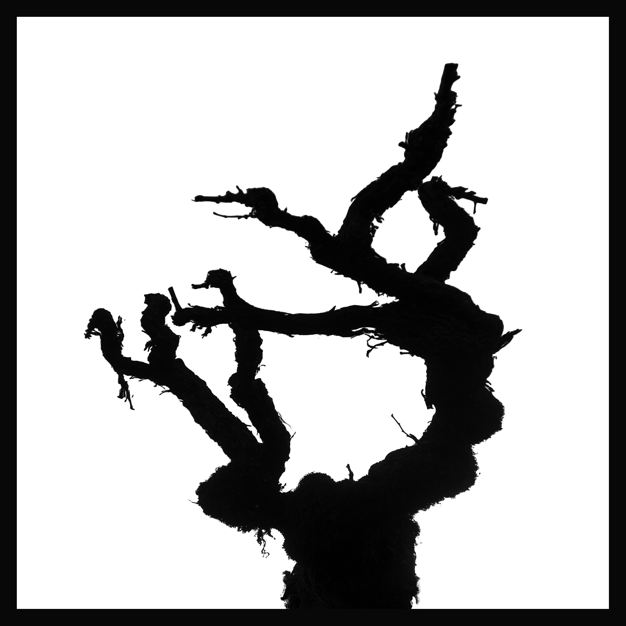 silhouette of old grape vine