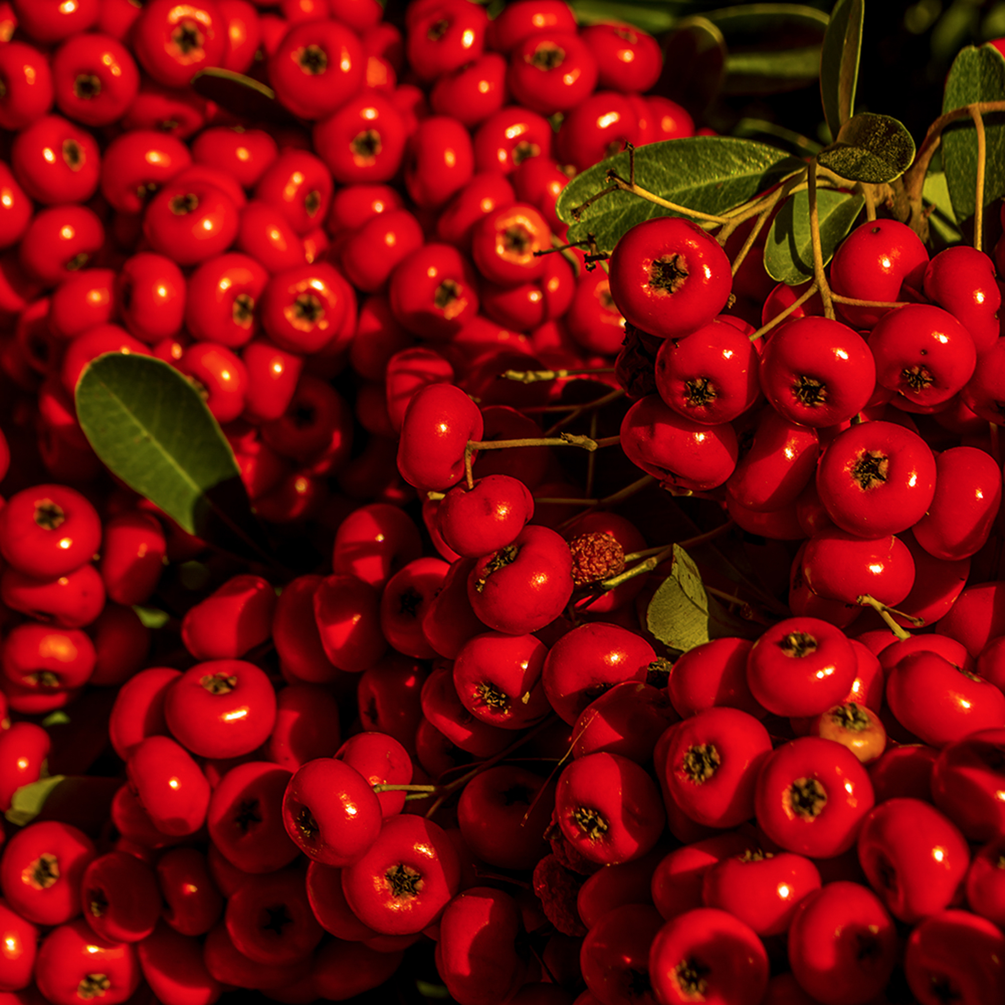 berries