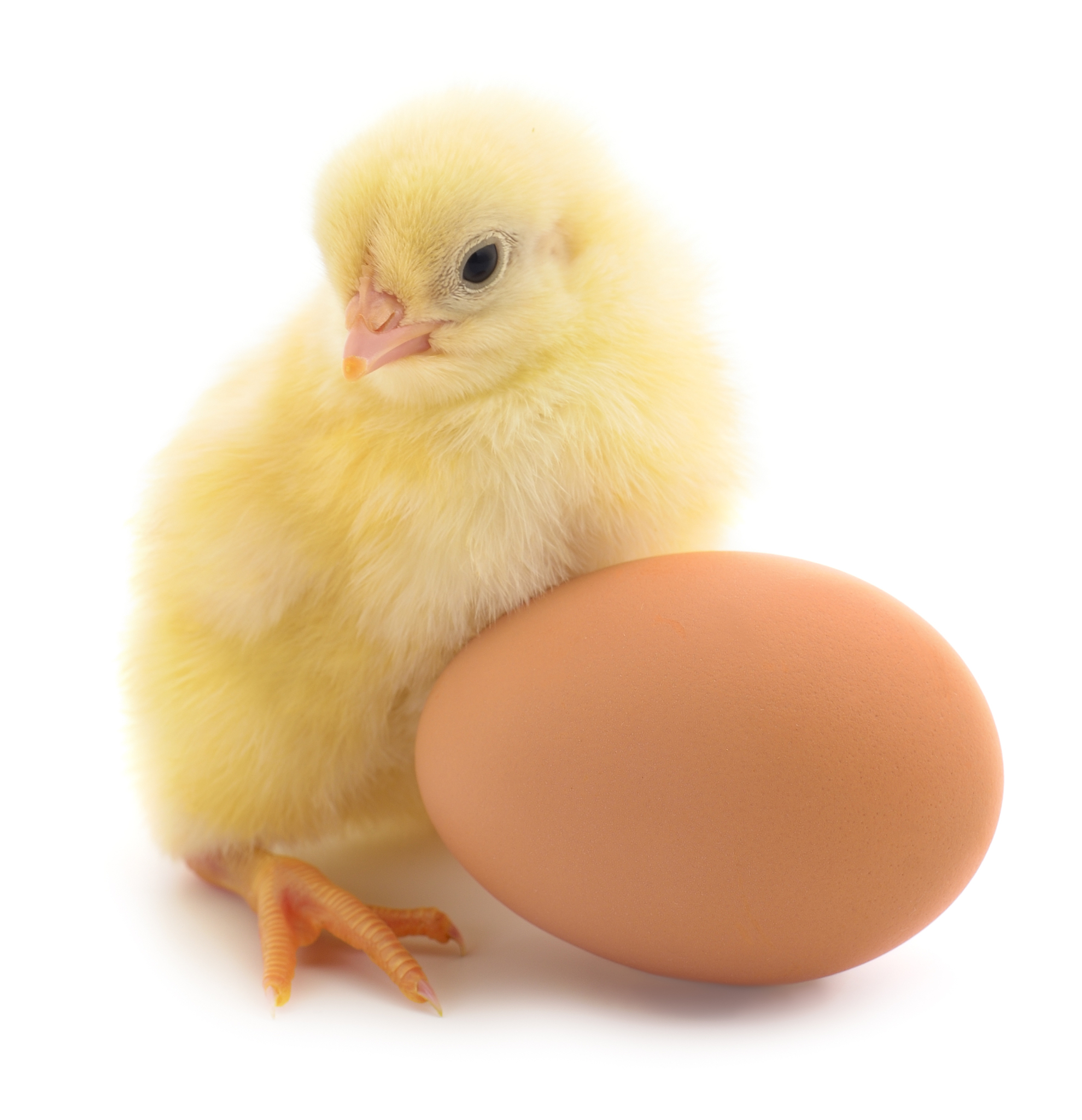 鸡和蛋，谁先出现？揭秘古老谜题